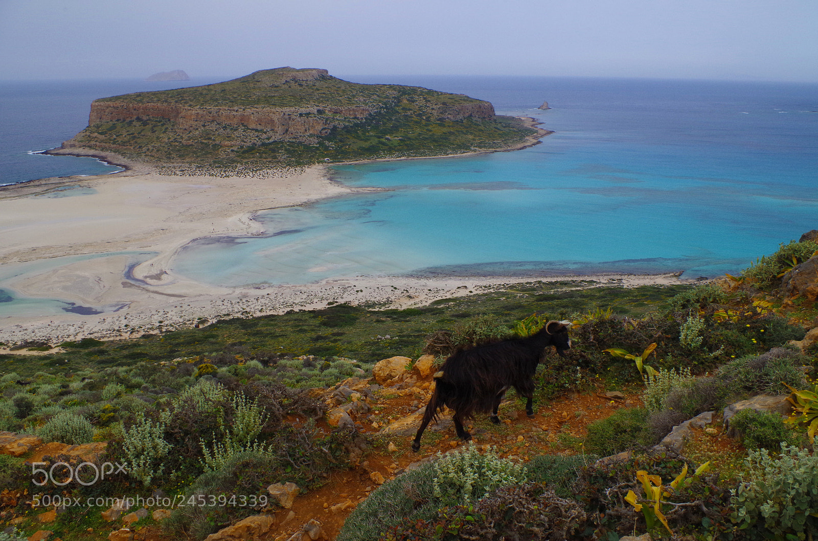 Pentax K-500 sample photo. Greek goat on a photography