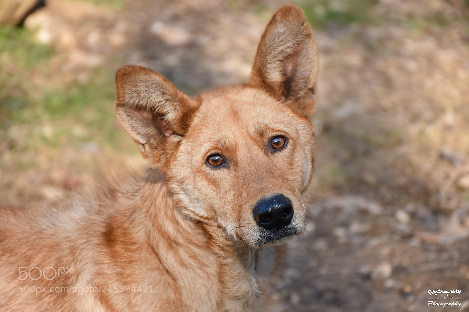 Nikon D7200 sample photo. See in eyes photography