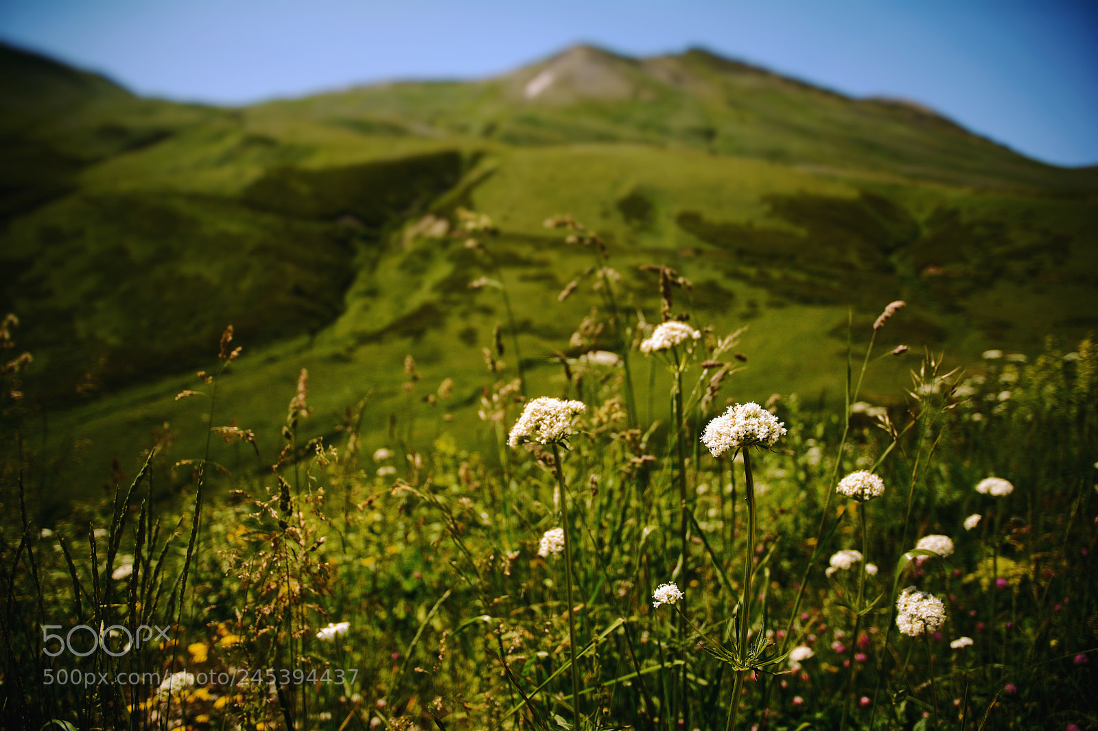 Nikon D5200 sample photo. Splendor in the grass photography