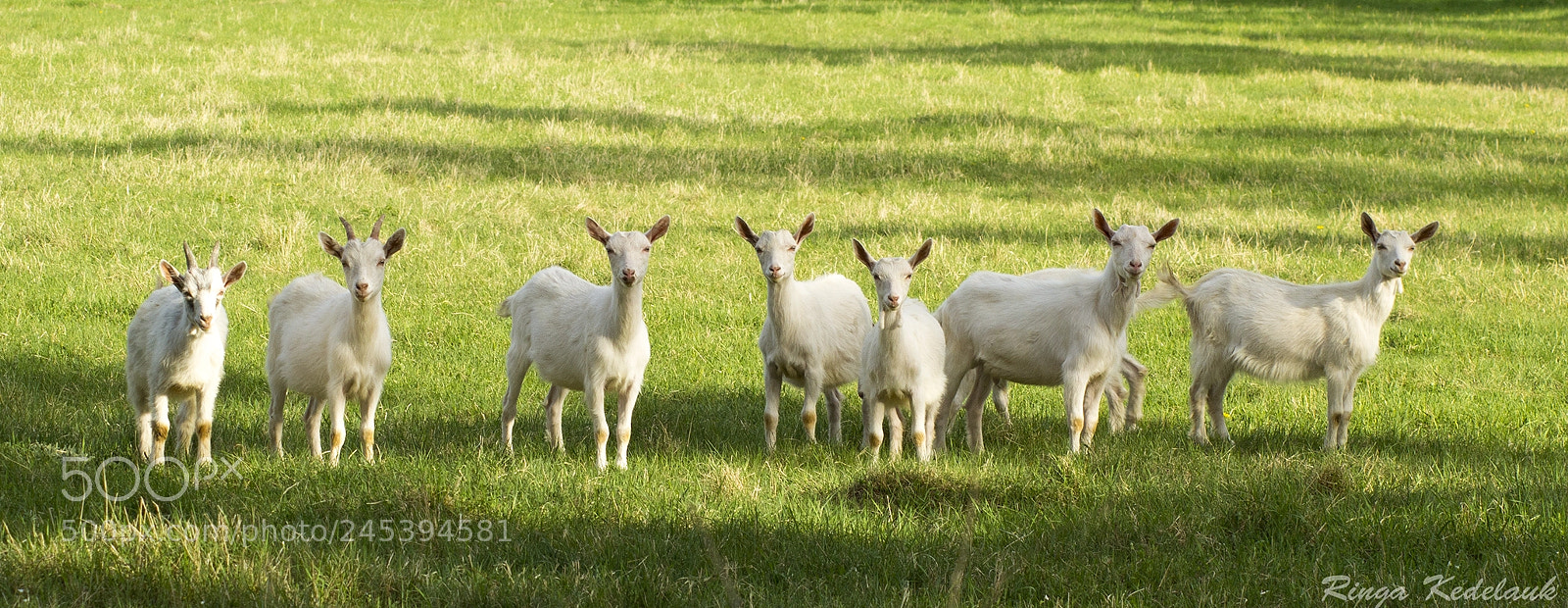 Nikon D3100 sample photo. Cute goats photography