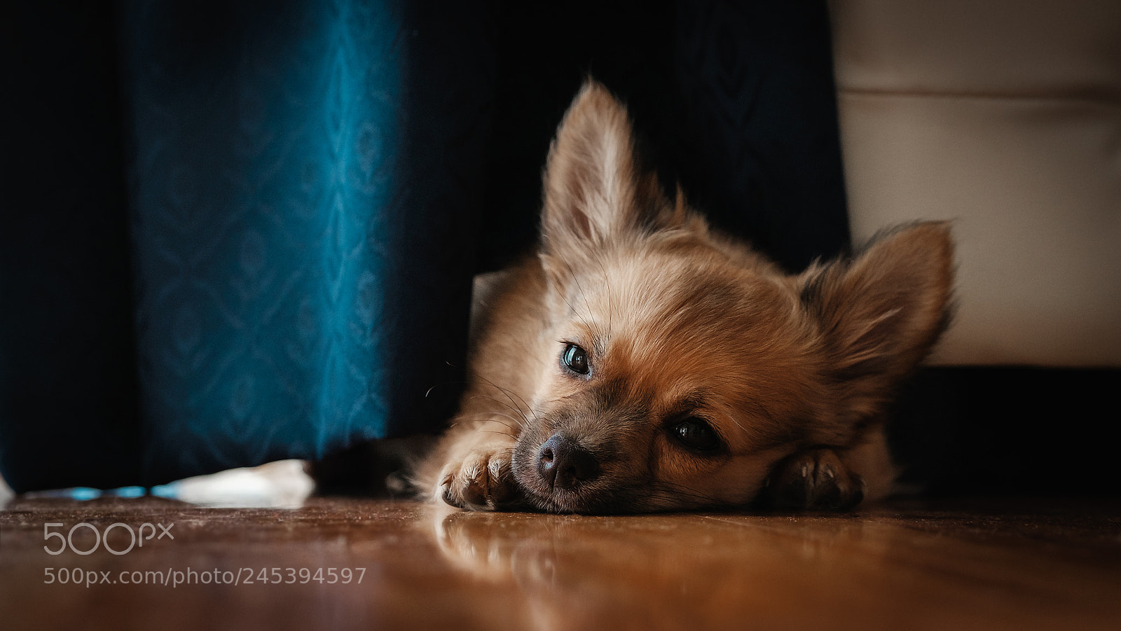 Fujifilm X-T1 sample photo. Milo photography