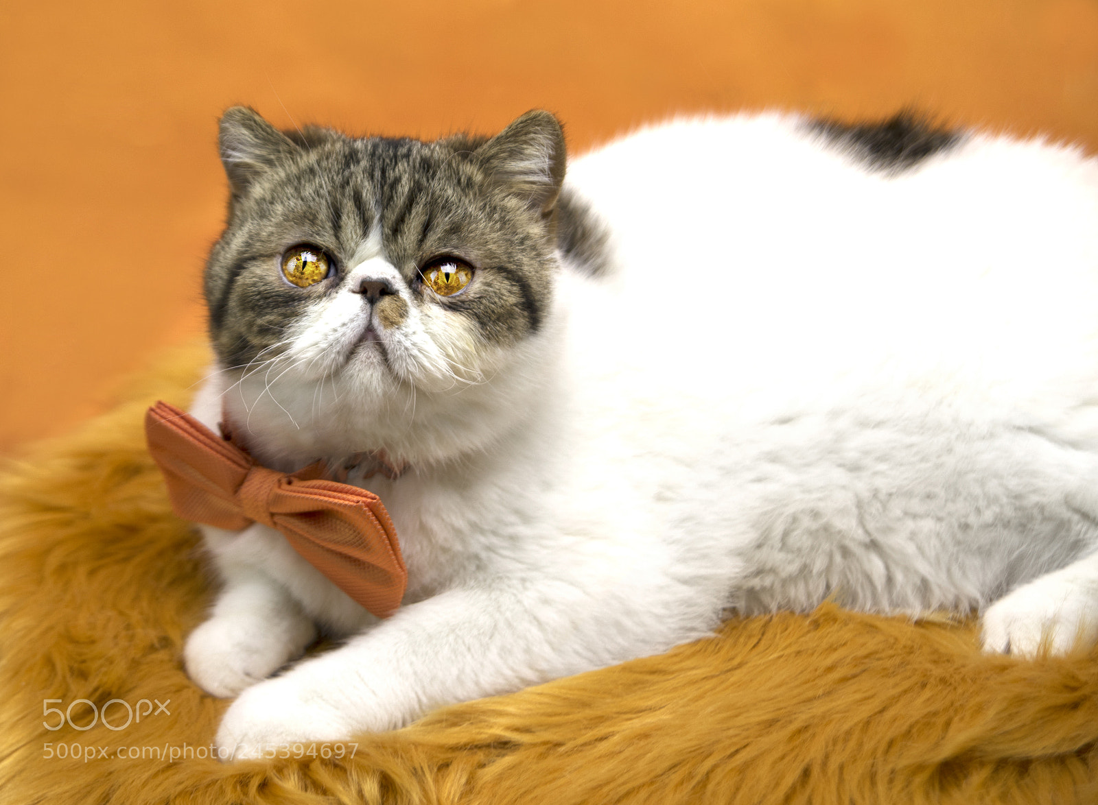 Pentax K-3 II sample photo. Amber in orange photography