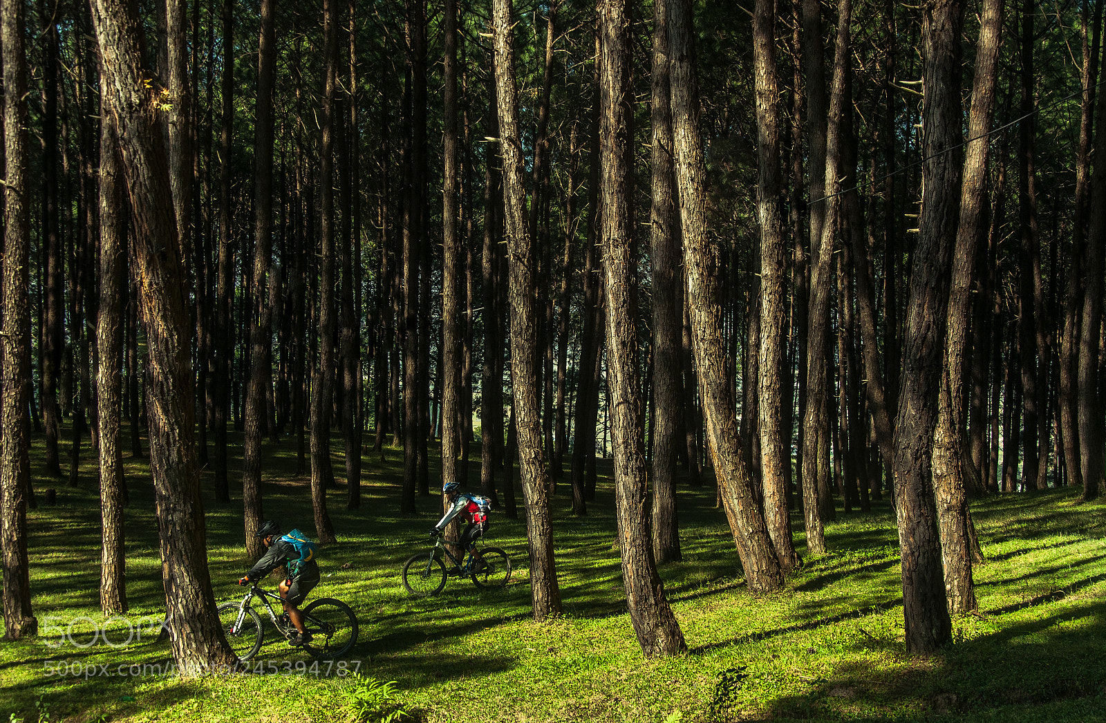 Nikon D90 sample photo. Forest trails... photography
