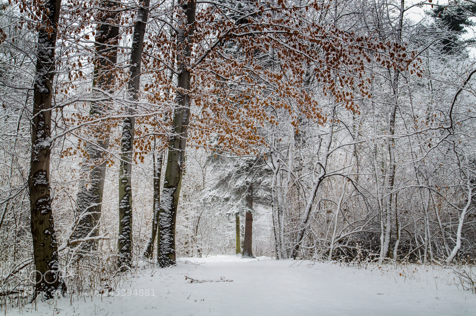 Sony SLT-A35 sample photo. Winter photography