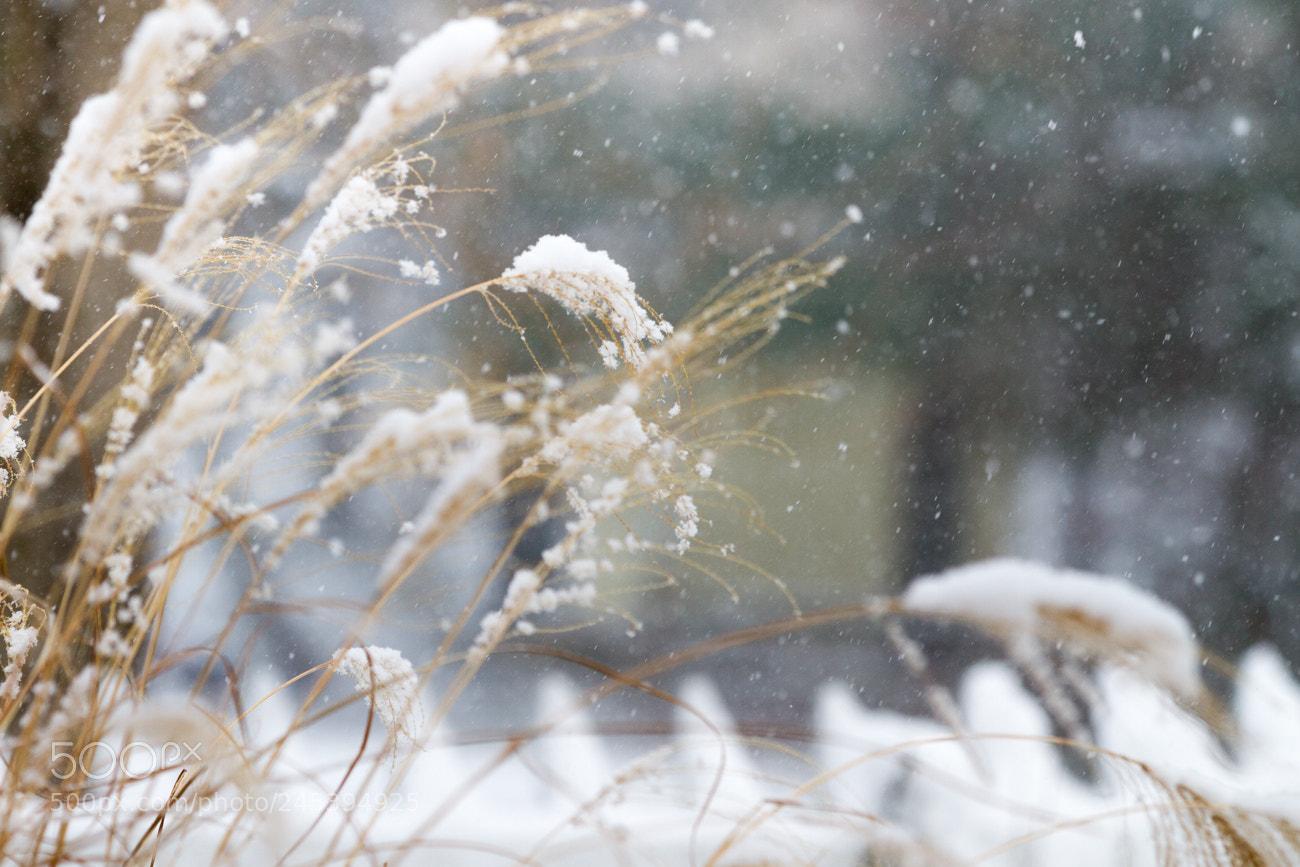 Canon EOS 7D sample photo. Snowfall photography
