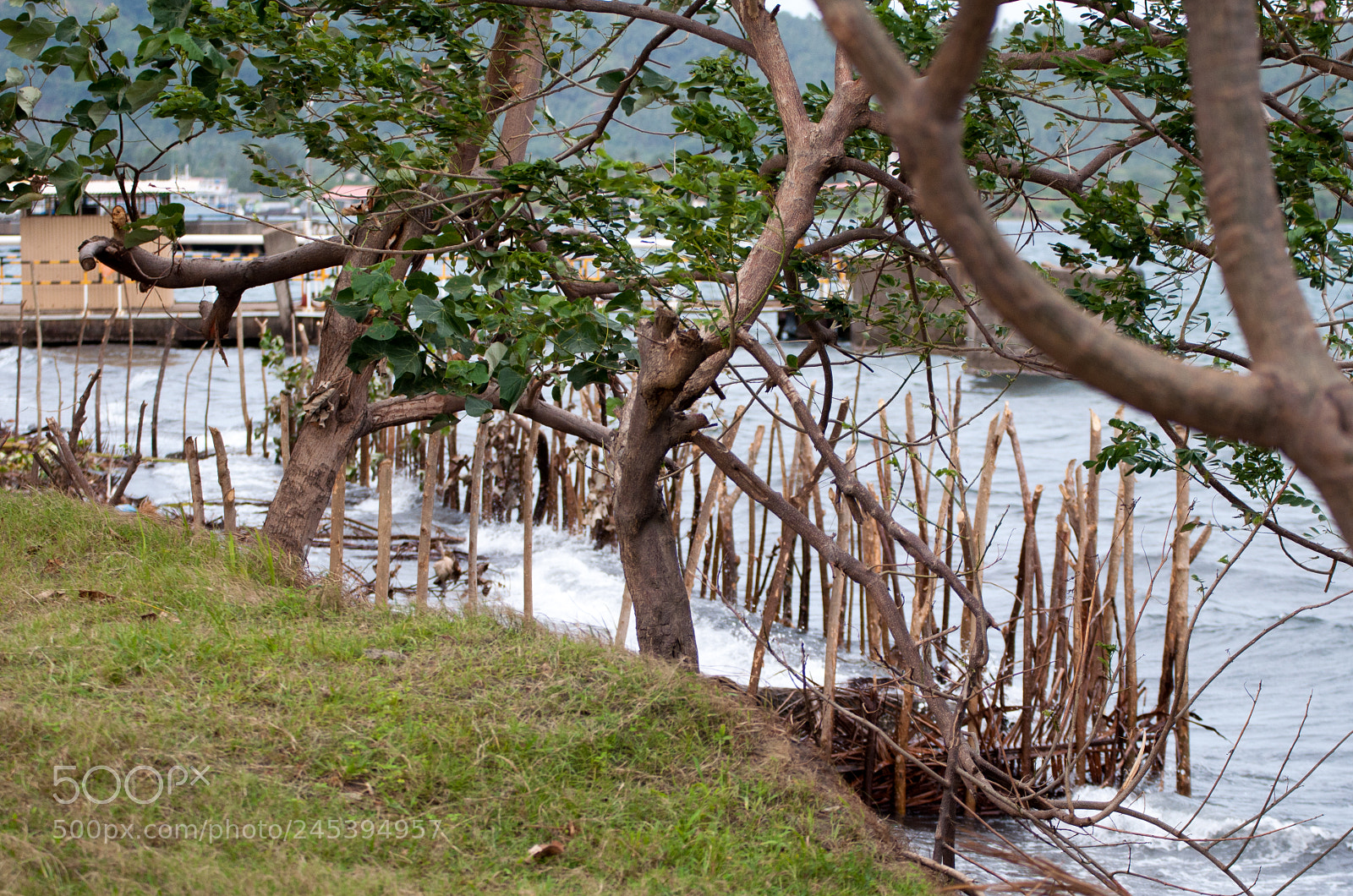 Nikon D5000 sample photo. Coastal garden photography