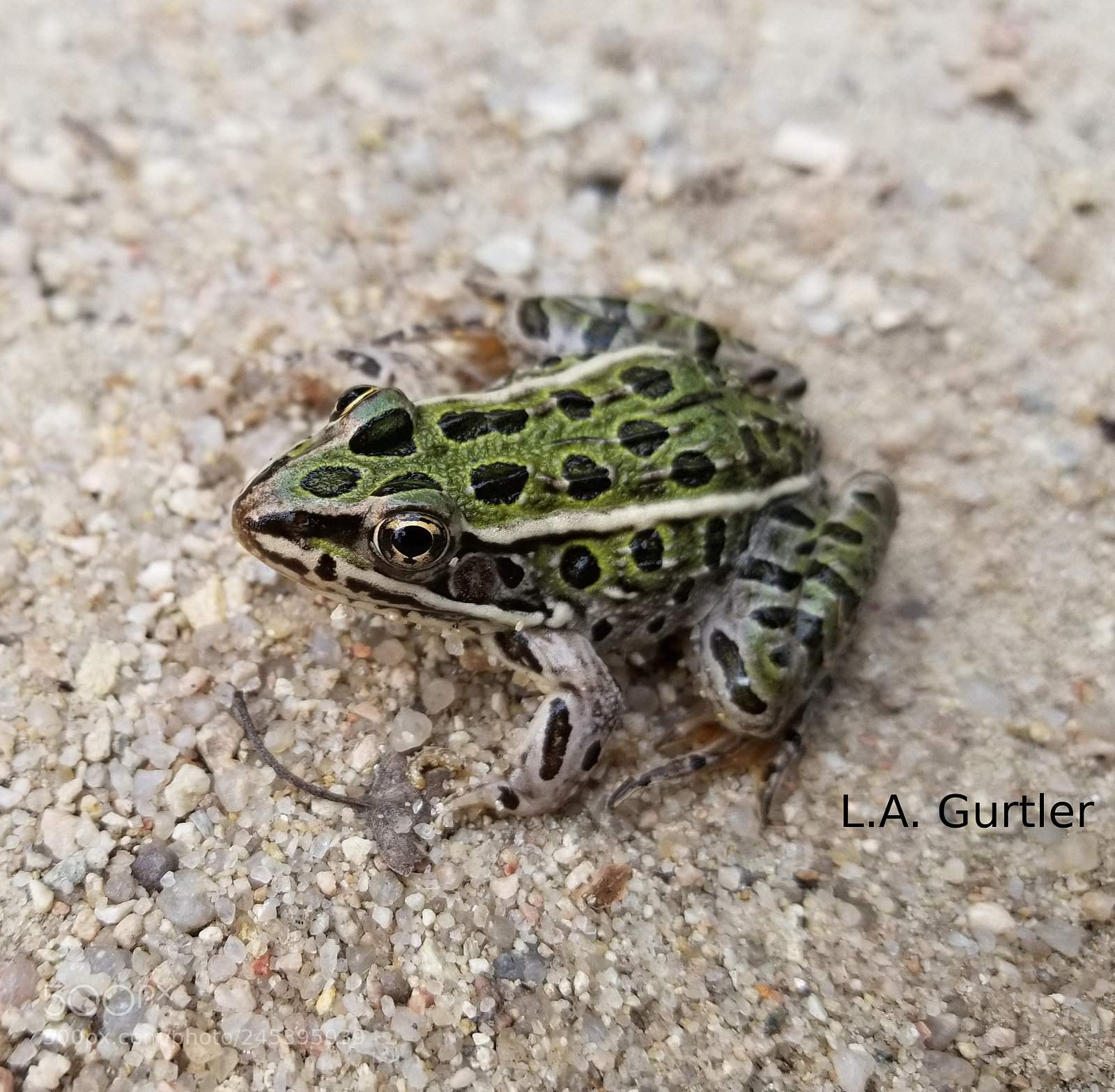 Samsung Galaxy S8 sample photo. Leopard frog photography