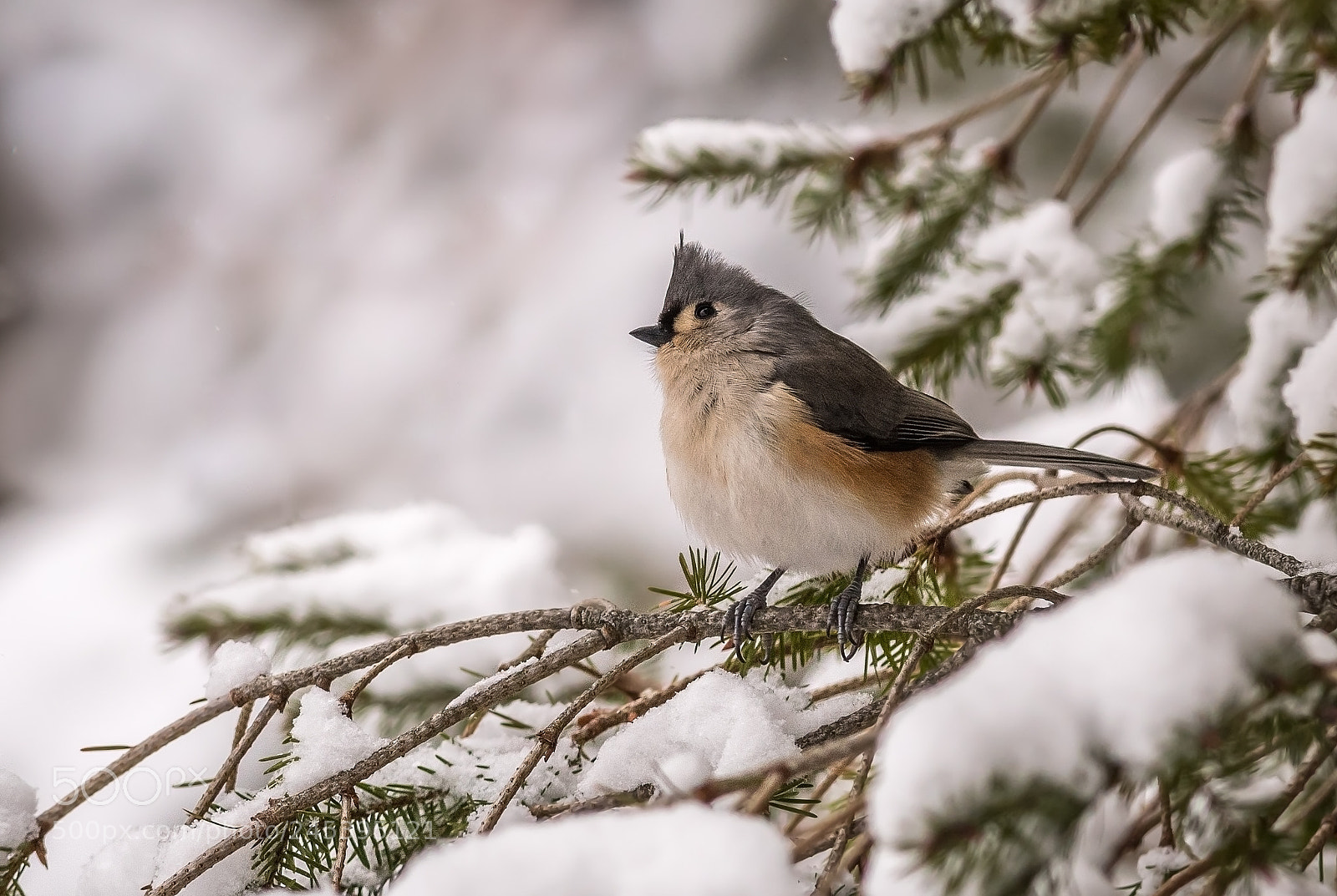Nikon D500 sample photo. Tufted titmouse in february photography