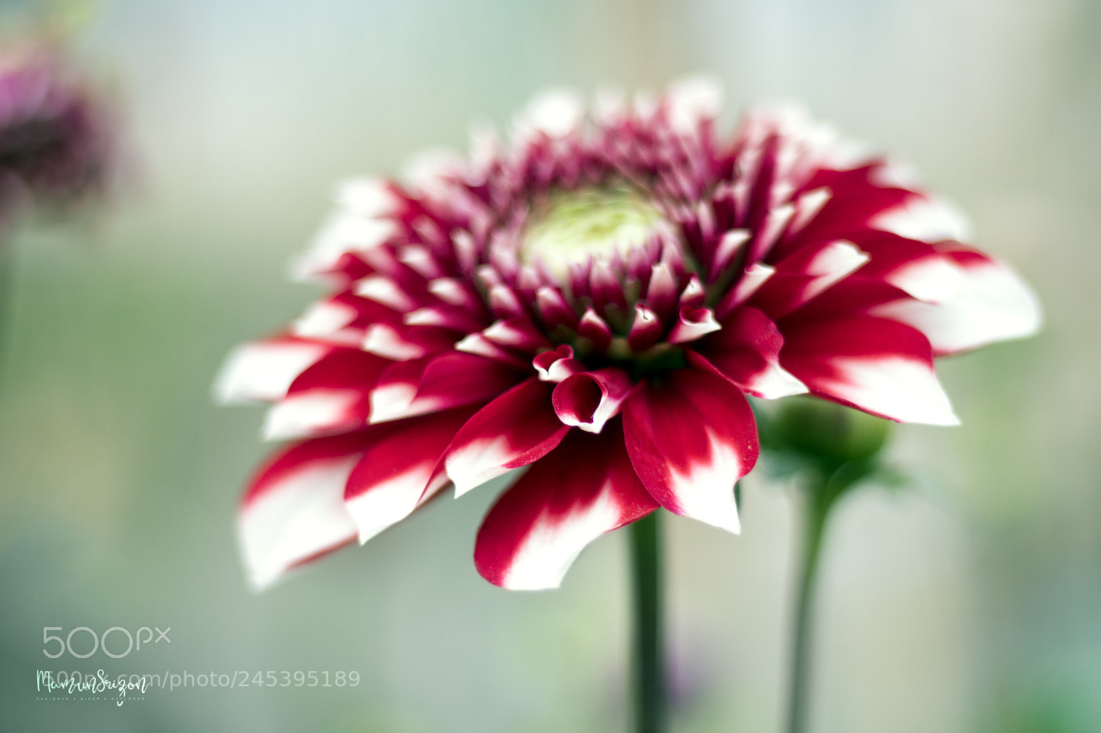Canon EOS 760D (EOS Rebel T6s / EOS 8000D) sample photo. Dahlia photography