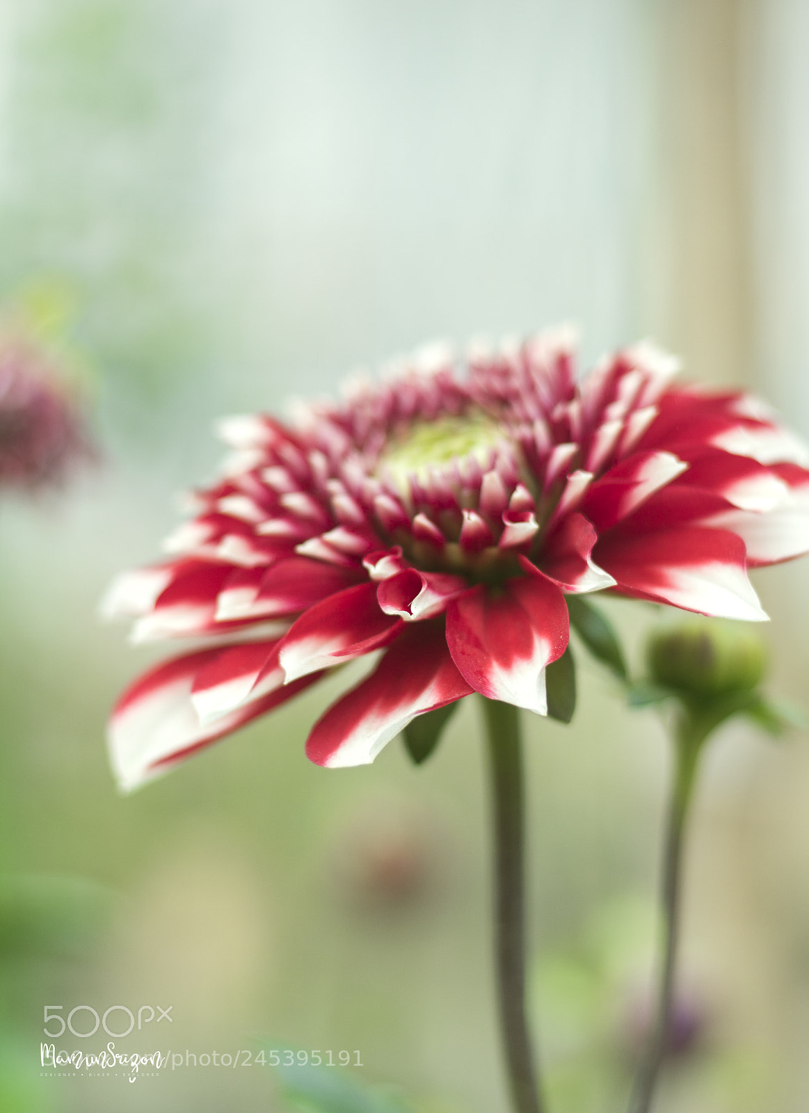 Canon EOS 760D (EOS Rebel T6s / EOS 8000D) sample photo. Dahlia photography