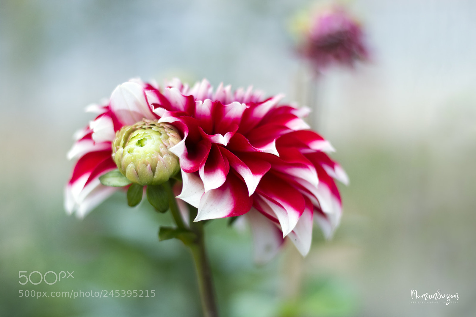 Canon EOS 760D (EOS Rebel T6s / EOS 8000D) sample photo. Dahlia photography