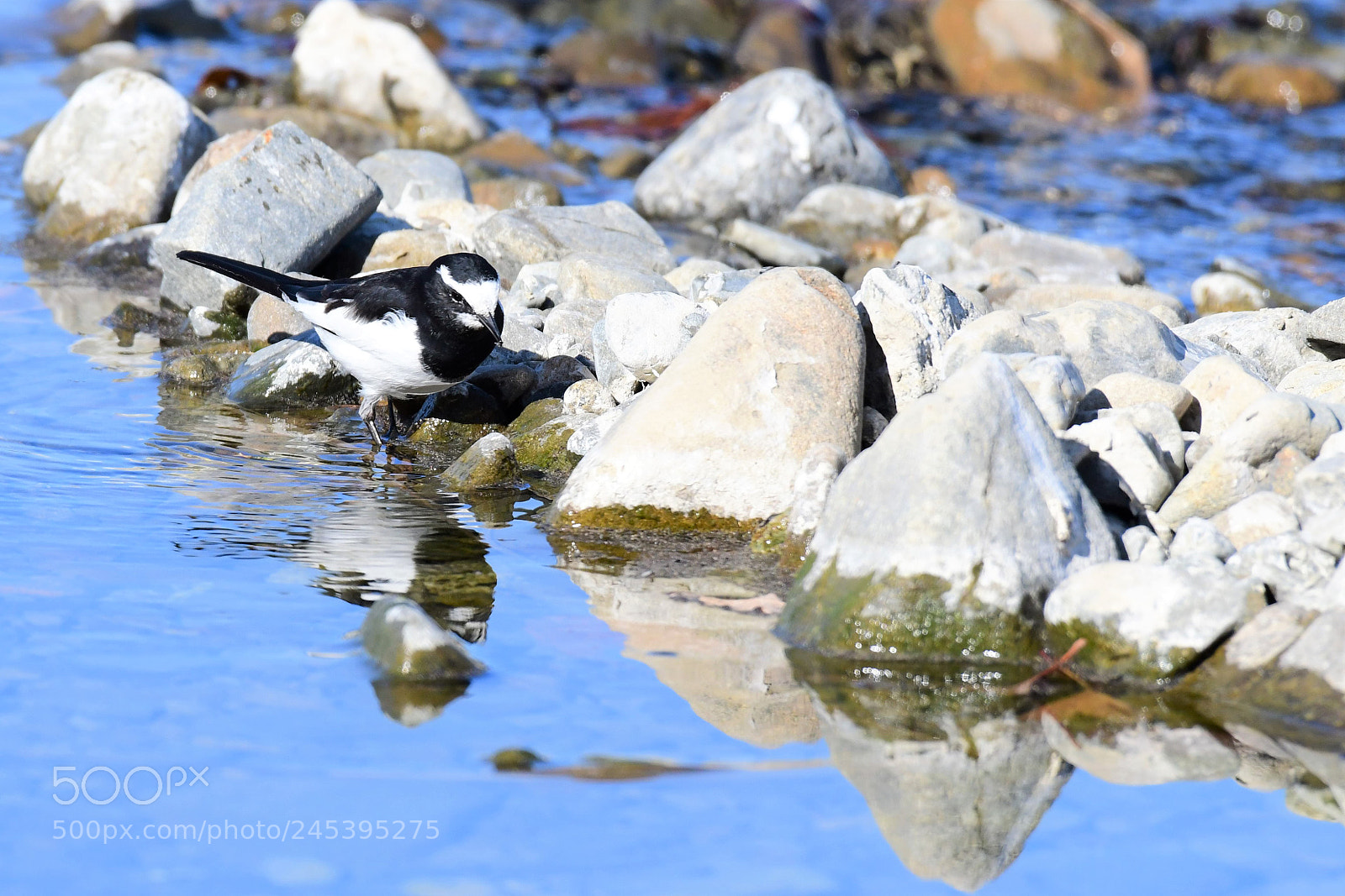 Nikon D500 sample photo. A japanese pied wagtail photography