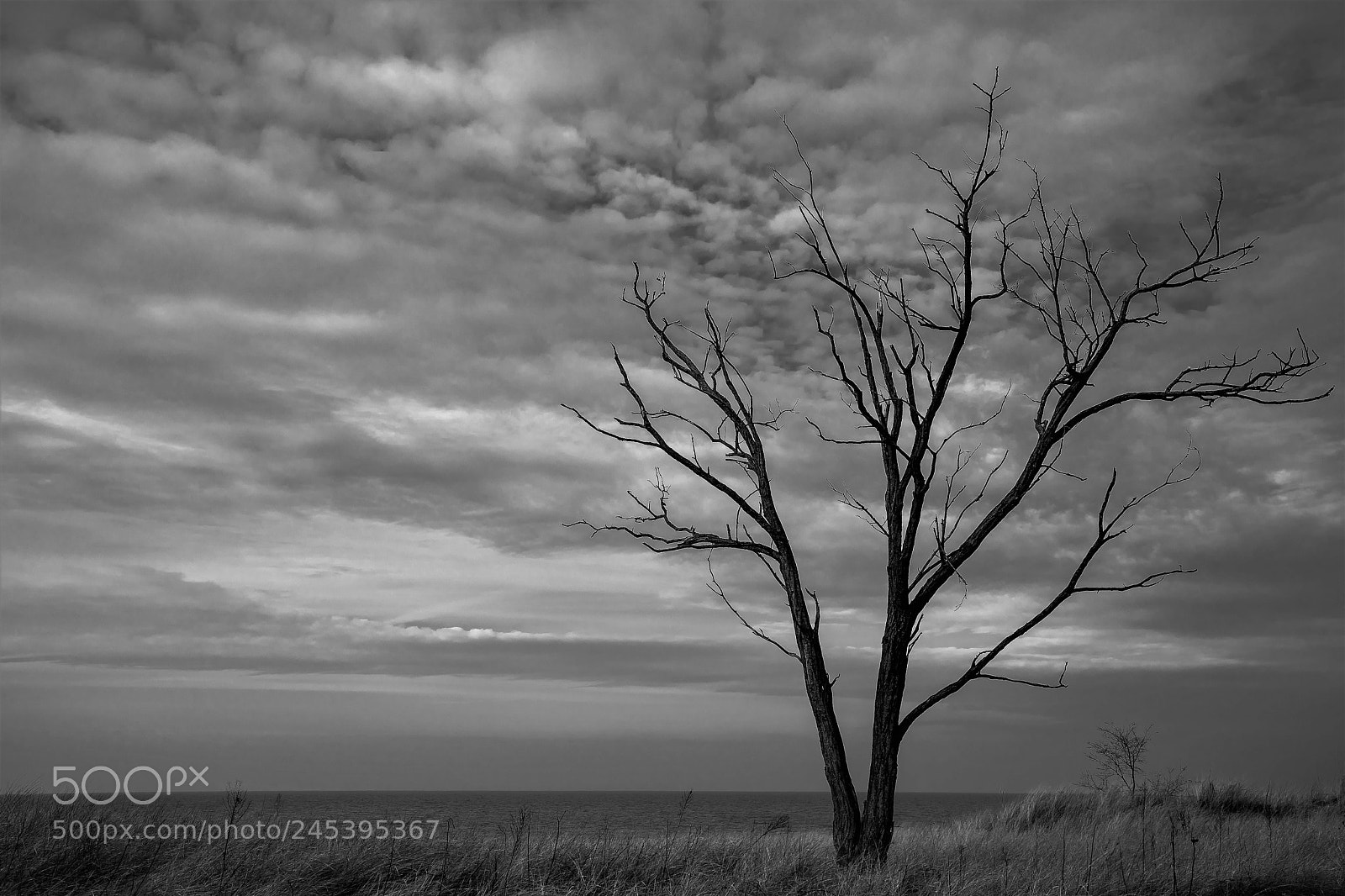 Sony a7 II sample photo. Bare tree photography
