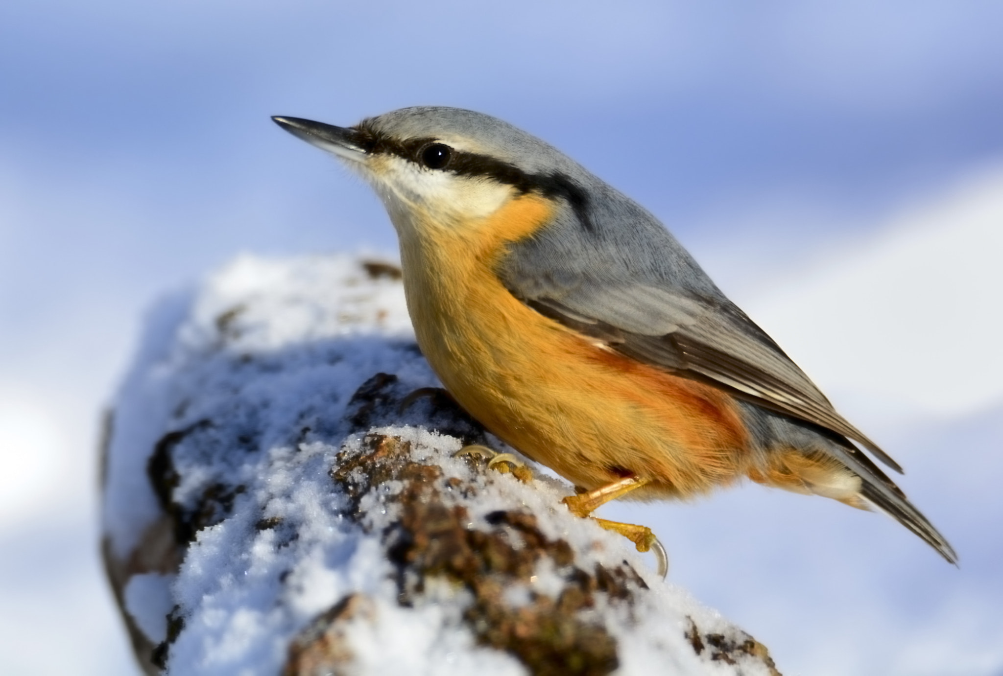 Nikon D5200 sample photo. Nuthatch photography