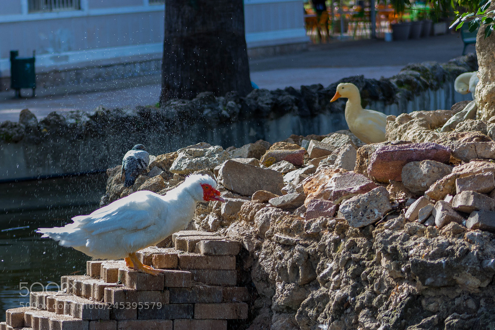 Canon EOS 100D (EOS Rebel SL1 / EOS Kiss X7) sample photo. Ducks photography