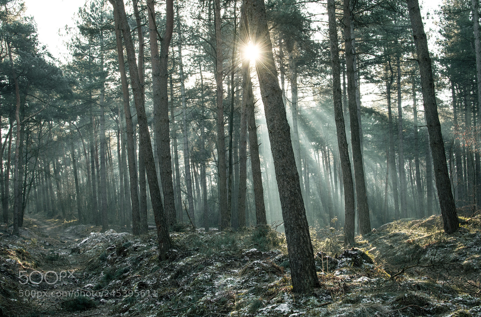 Nikon D7200 sample photo. Woods edition click photography