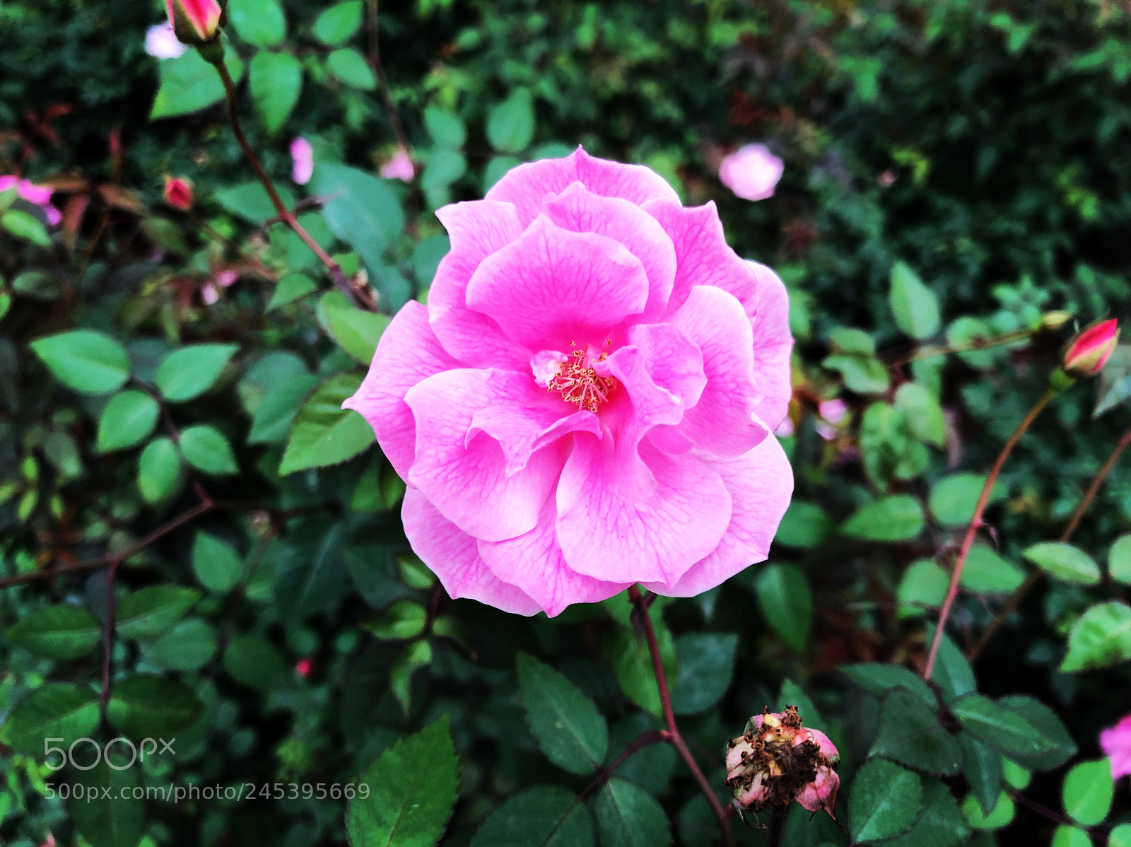 Apple iPhone X sample photo. Untitled photography