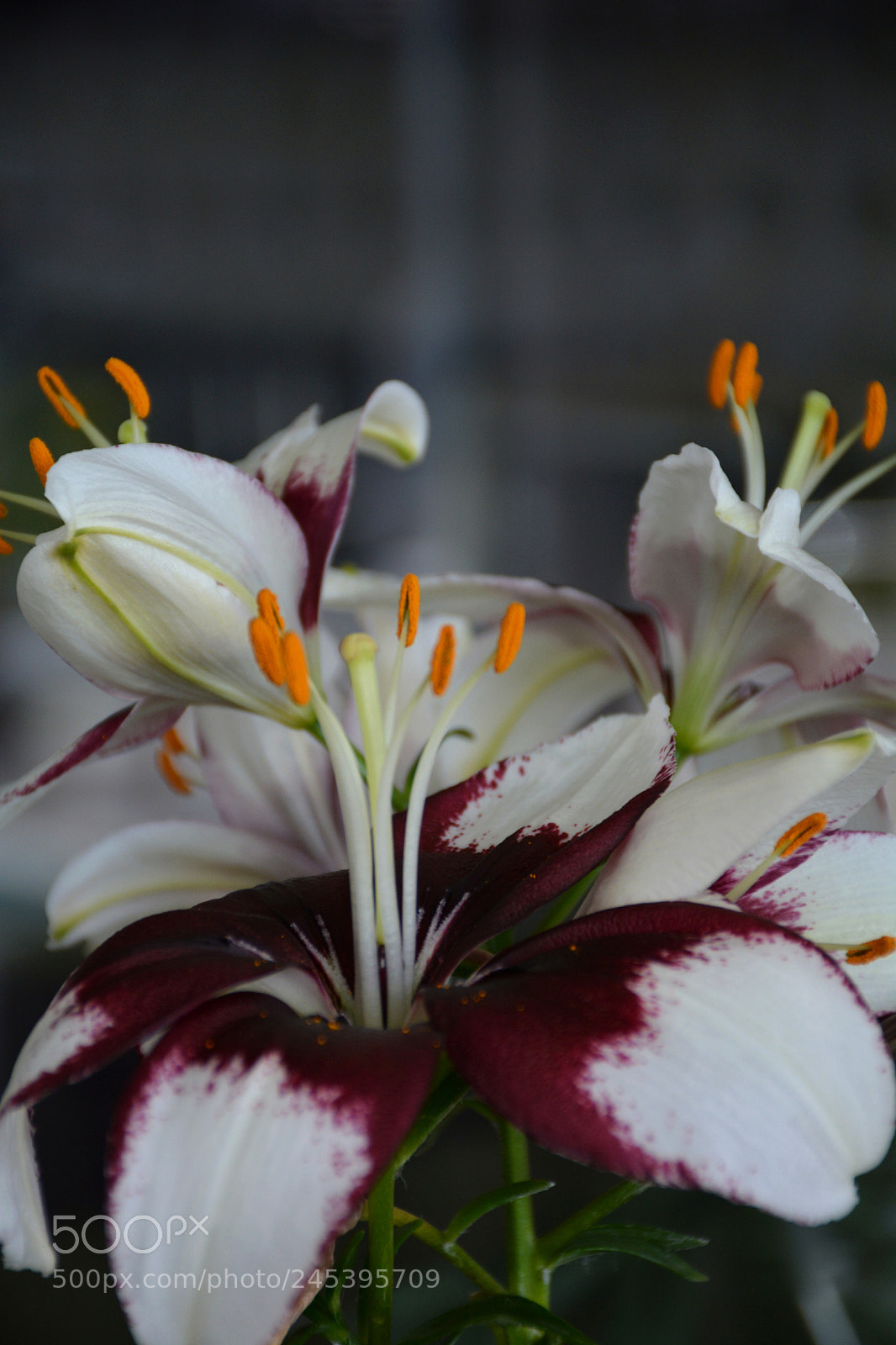 Nikon D7100 sample photo. Asiatic lilies photography