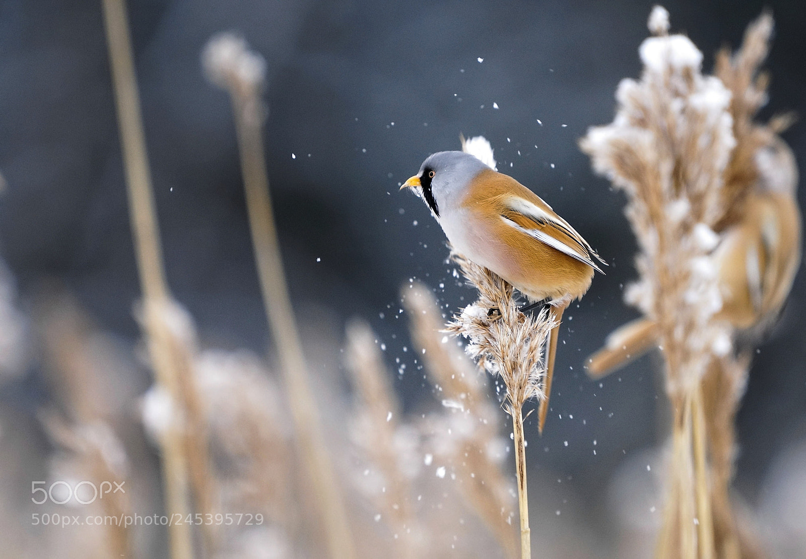 Sony a7R II sample photo. Snowmaker photography