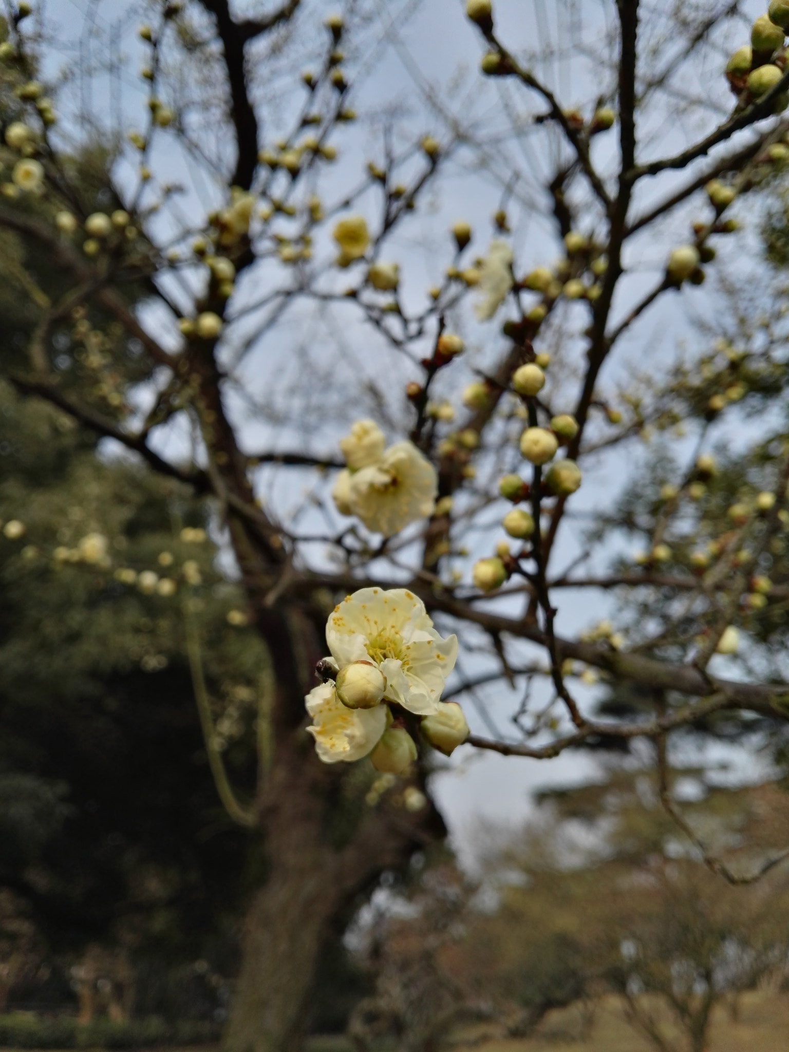 HUAWEI Mate S sample photo