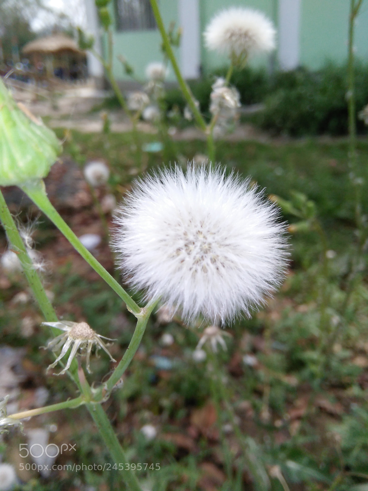 OPPO A33f sample photo. Img photography