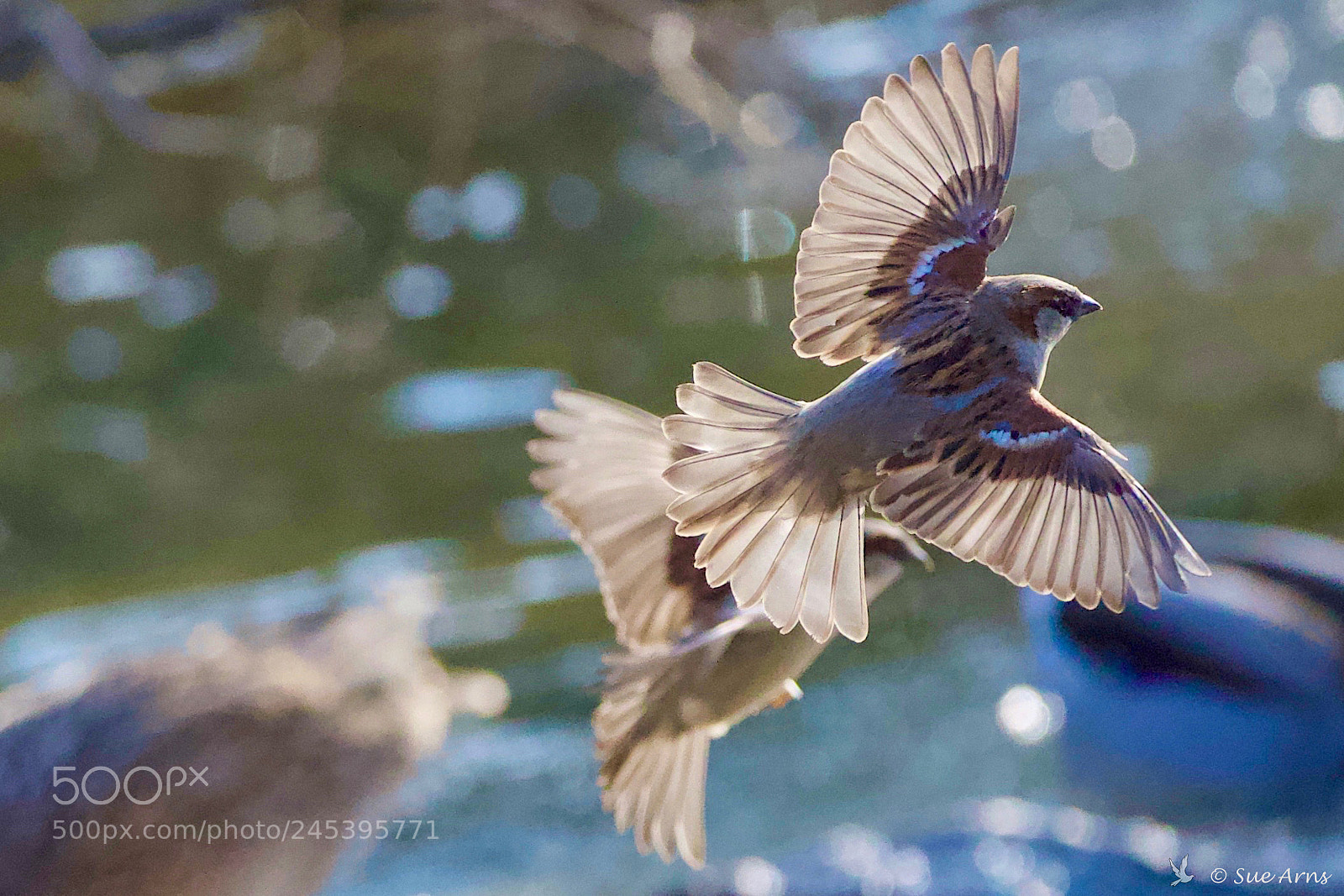 Canon EOS-1D X Mark II sample photo. Dancing sparrows photography