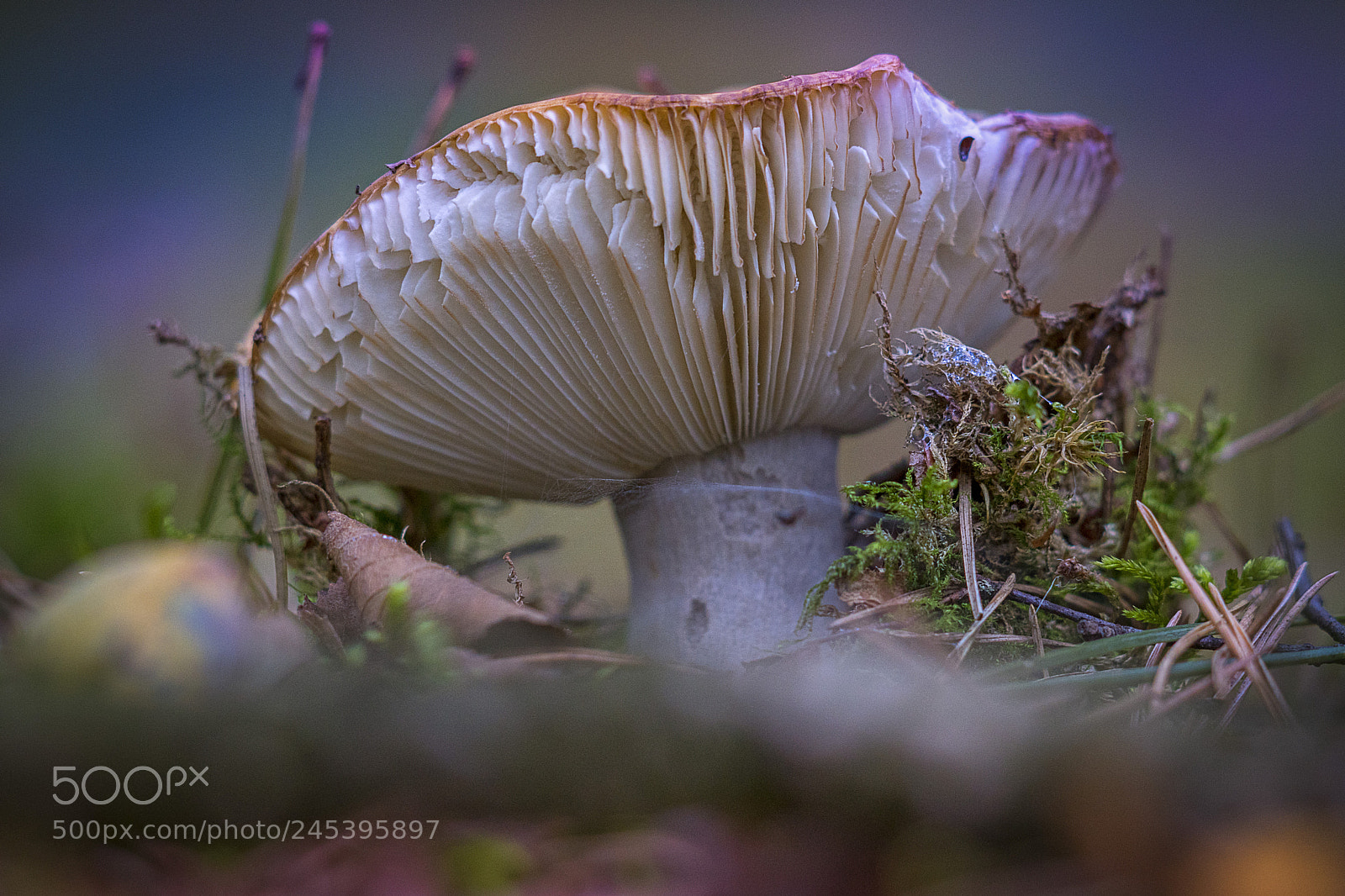 Sony ILCA-77M2 sample photo. Mushroom photography