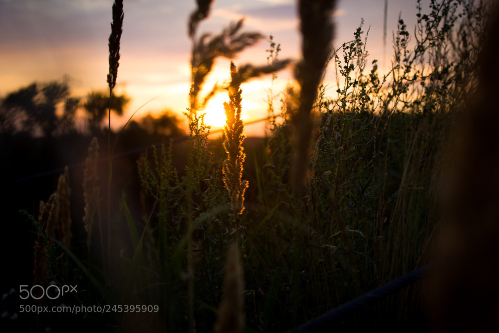 Canon EOS 550D (EOS Rebel T2i / EOS Kiss X4) sample photo. Sunset photography