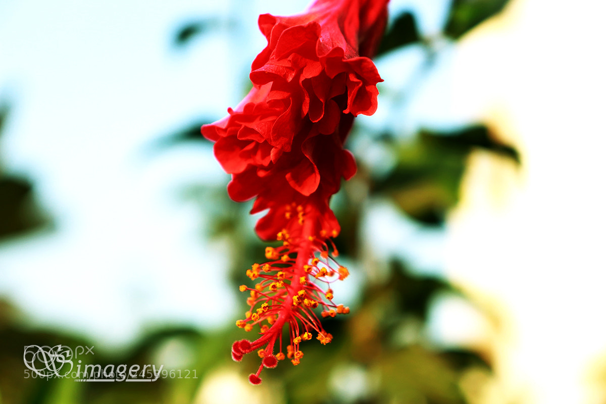 Canon EOS 200D (EOS Rebel SL2 / EOS Kiss X9) sample photo. About to bloom... photography