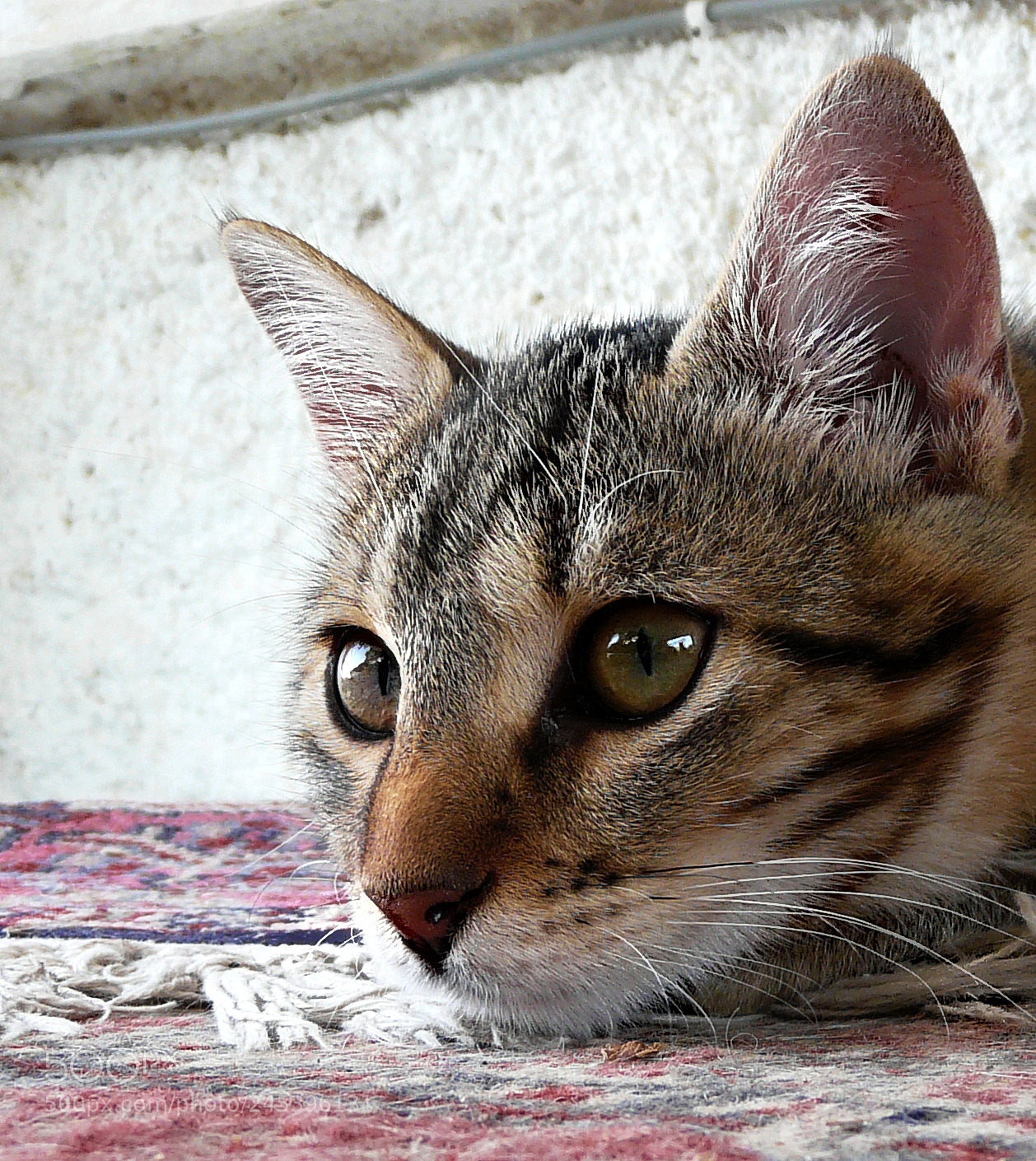 Panasonic DMC-FZ18 sample photo. Portrait photography