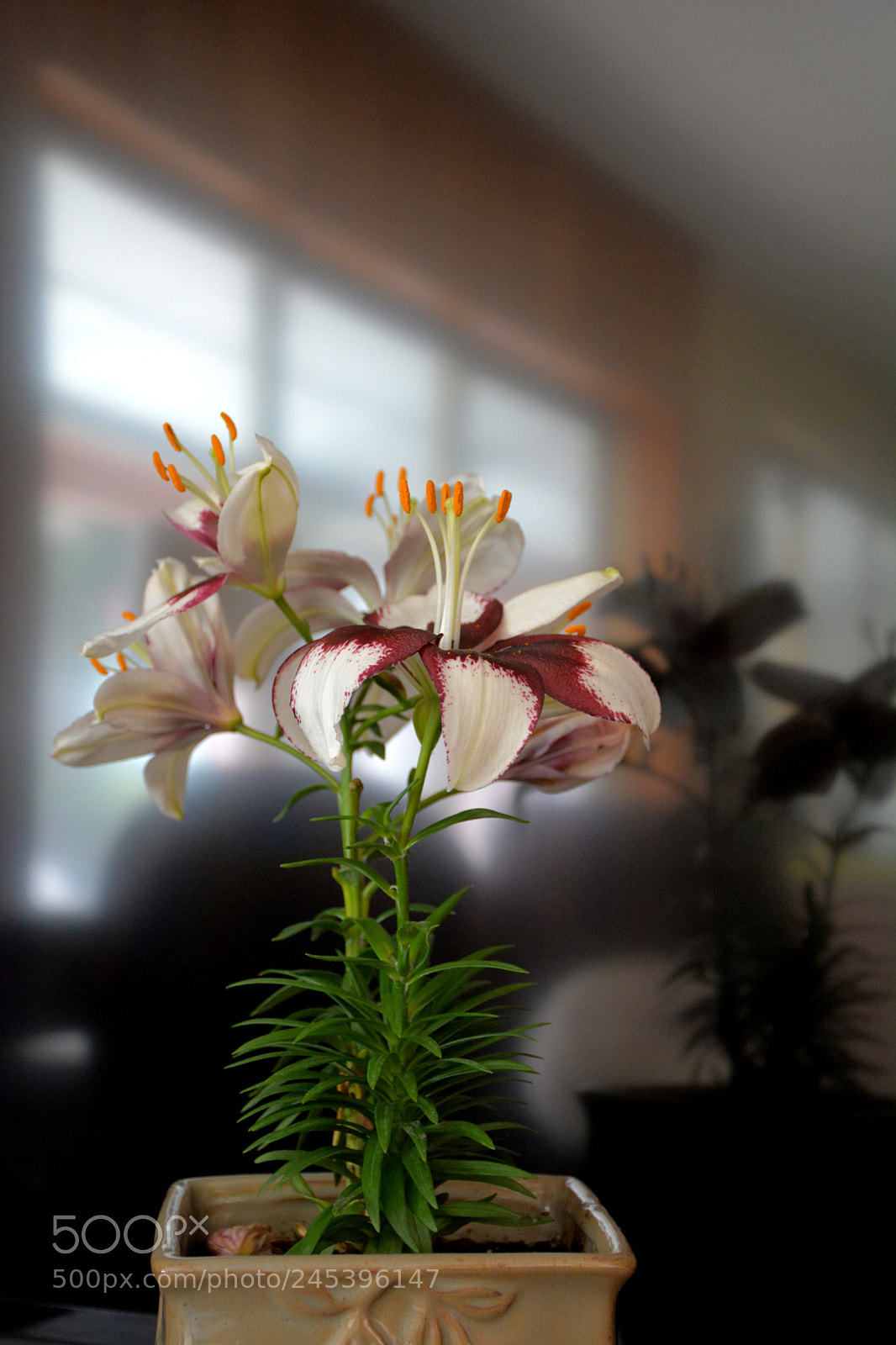 Nikon D7100 sample photo. Lilies in a pot photography