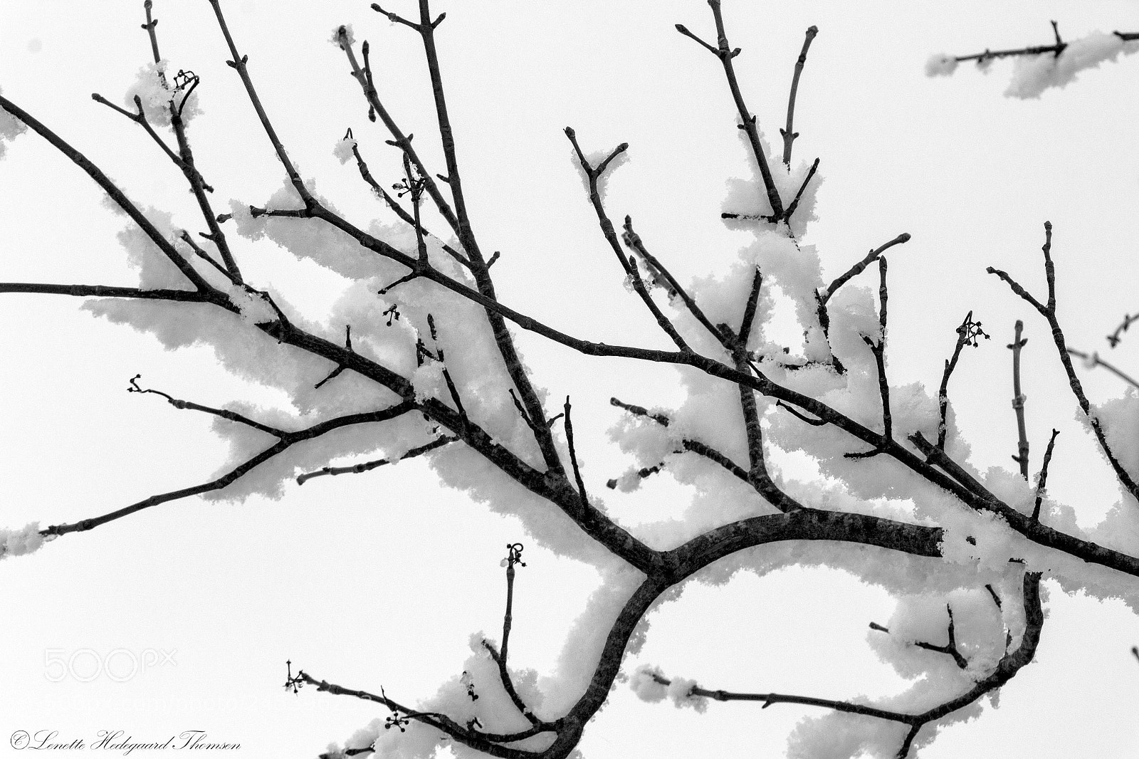 Canon EOS 1200D (EOS Rebel T5 / EOS Kiss X70 / EOS Hi) sample photo. Snow on a branch photography