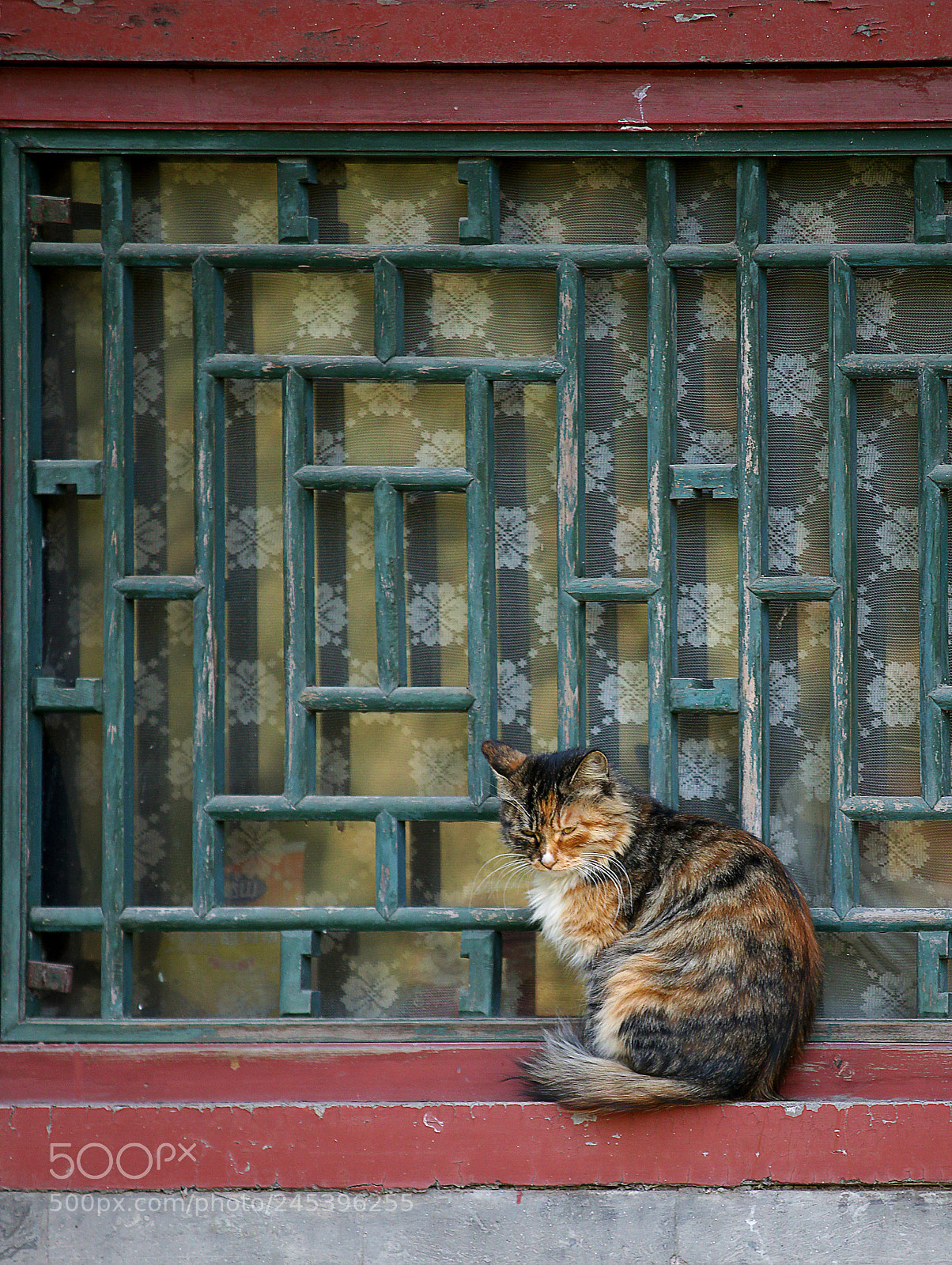 Sony Alpha DSLR-A900 sample photo. 窗台上的猫 photography