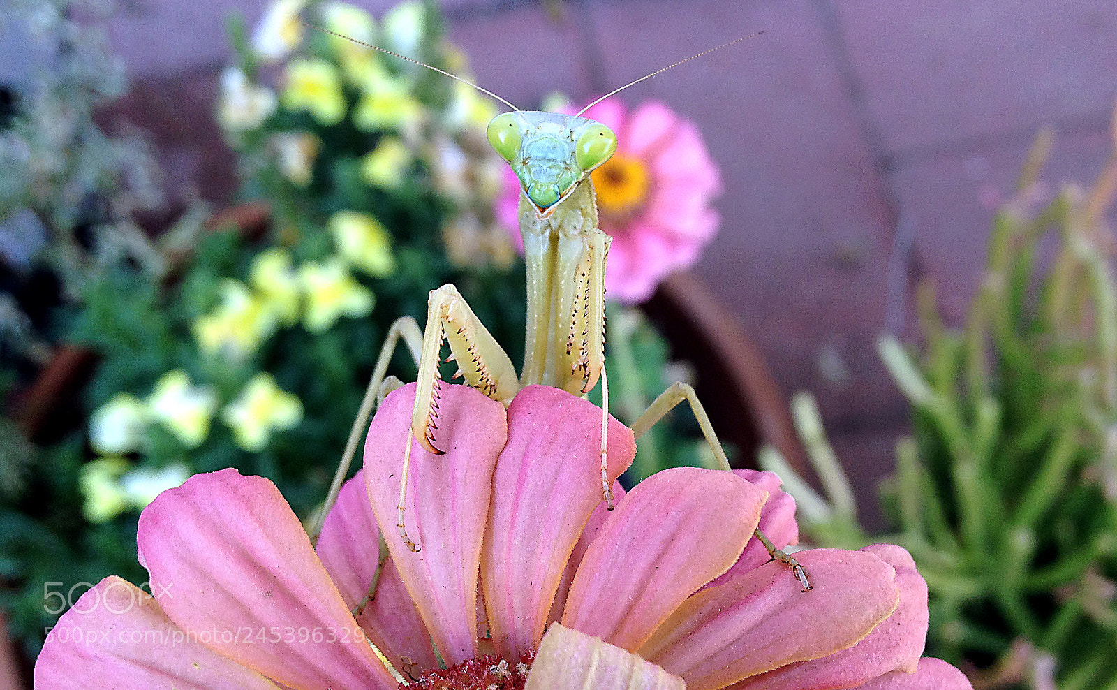 Apple iPhone 4S sample photo. Prmant photography