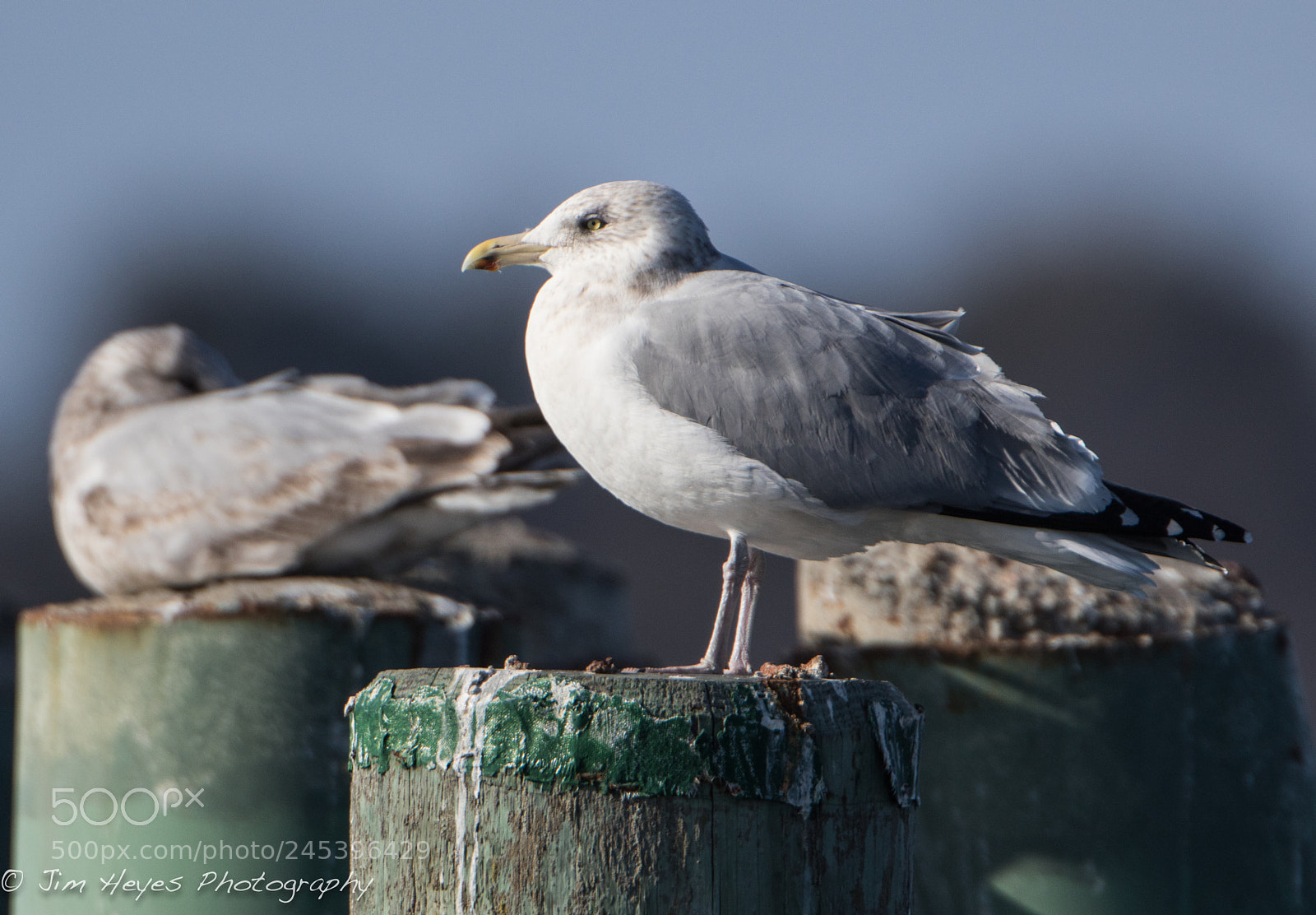 Canon EOS 7D Mark II sample photo. Seagull perched photography