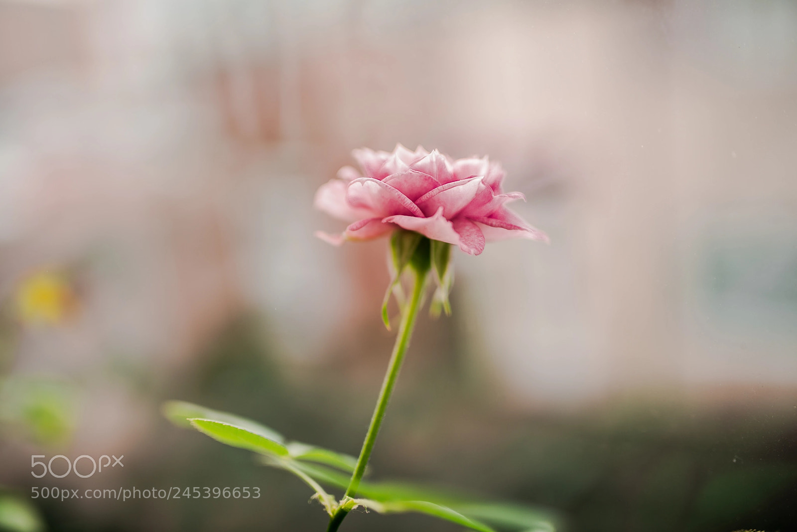 Nikon D800 sample photo. Life by the window photography