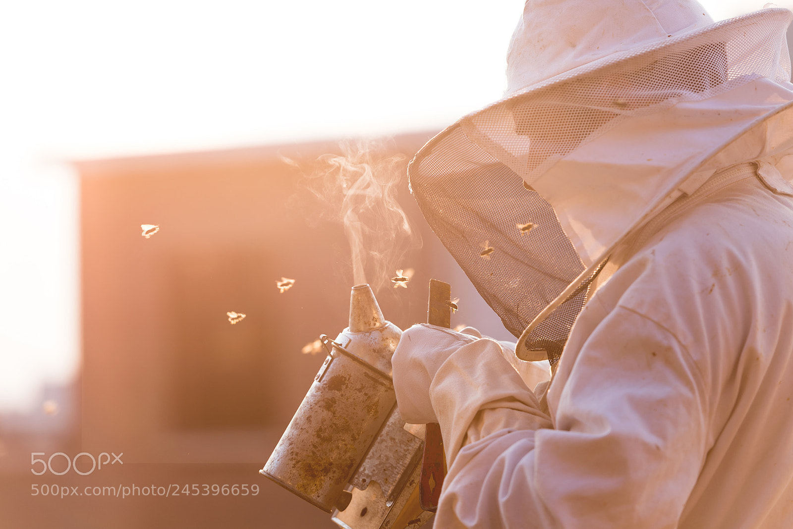 Nikon D810 sample photo. Urban beekeeping photography