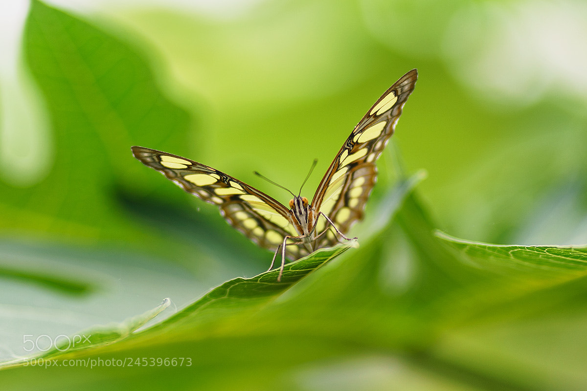 Sony a7R II sample photo. Malachite butterfly photography