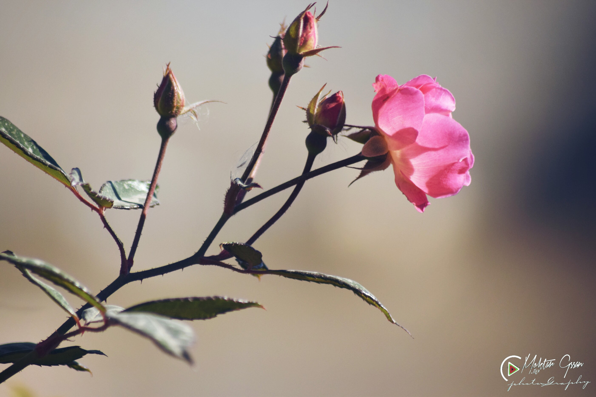 Nikon D5300 + Sigma 70-300mm F4-5.6 APO DG Macro sample photo. Flowers photography