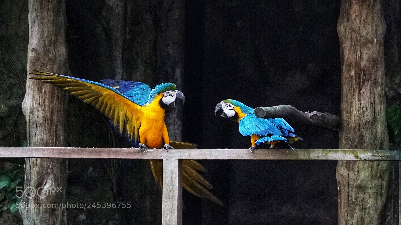 Sony a7S II sample photo. Macaws photography