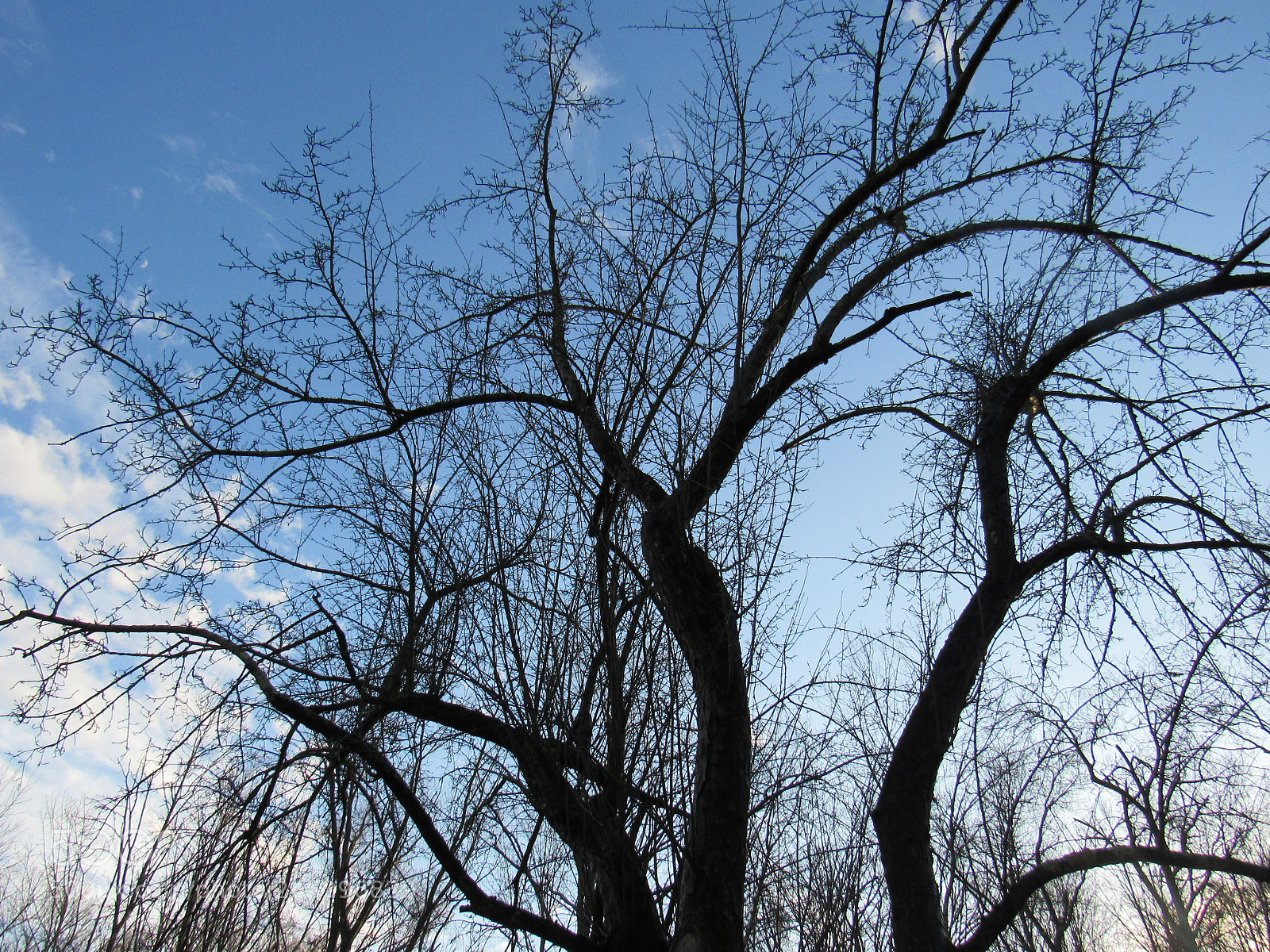 Canon PowerShot SX530 HS sample photo. Untitled photography