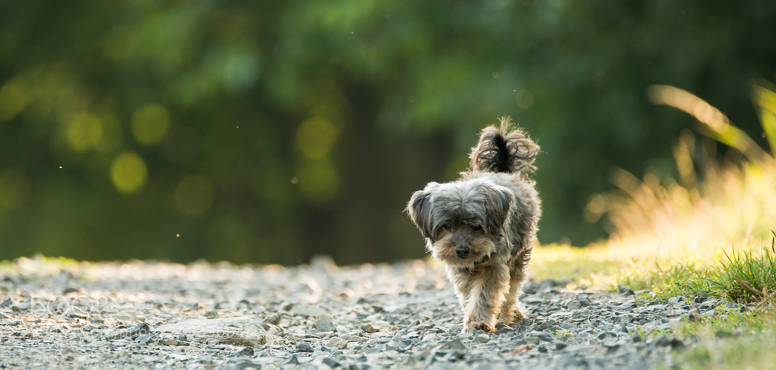 Nikon D800 sample photo. Dog, sun photography