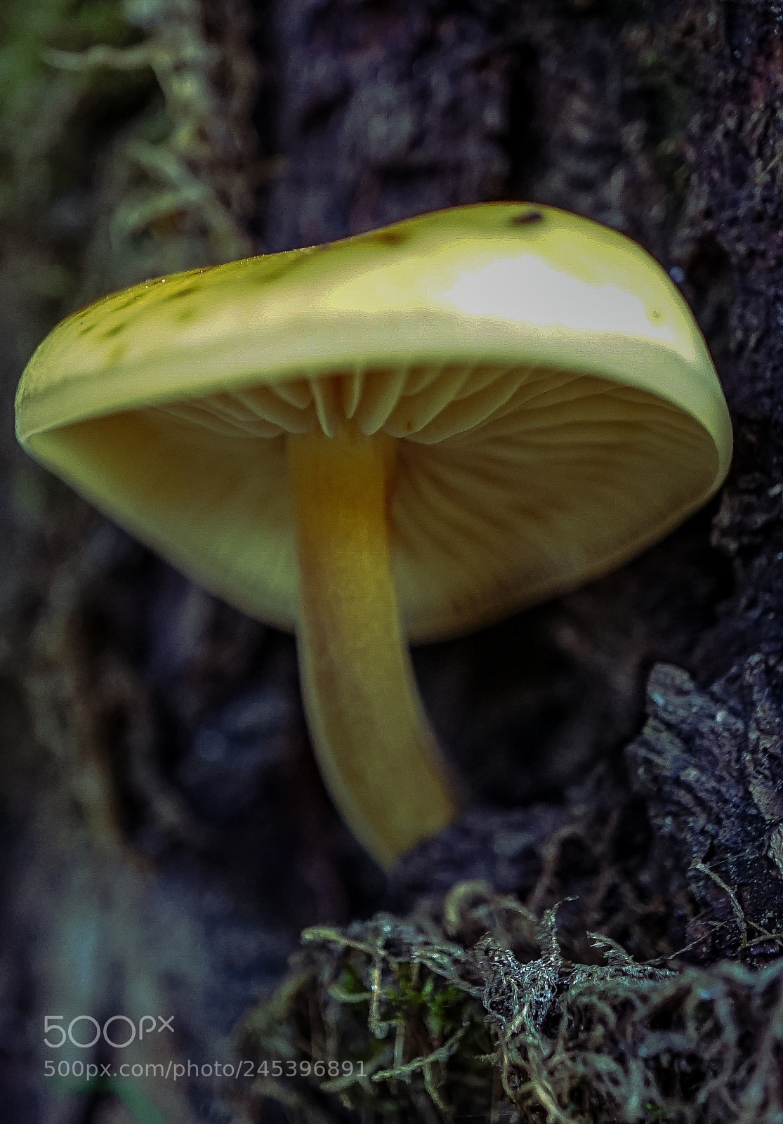 Sony a7 II sample photo. Forest fleece photography