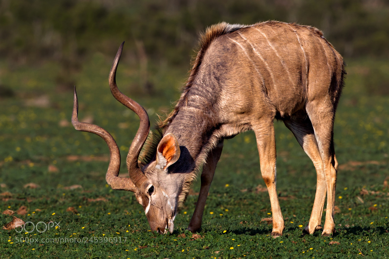 Canon EOS-1D Mark IV sample photo. Kudu at addo elephant photography