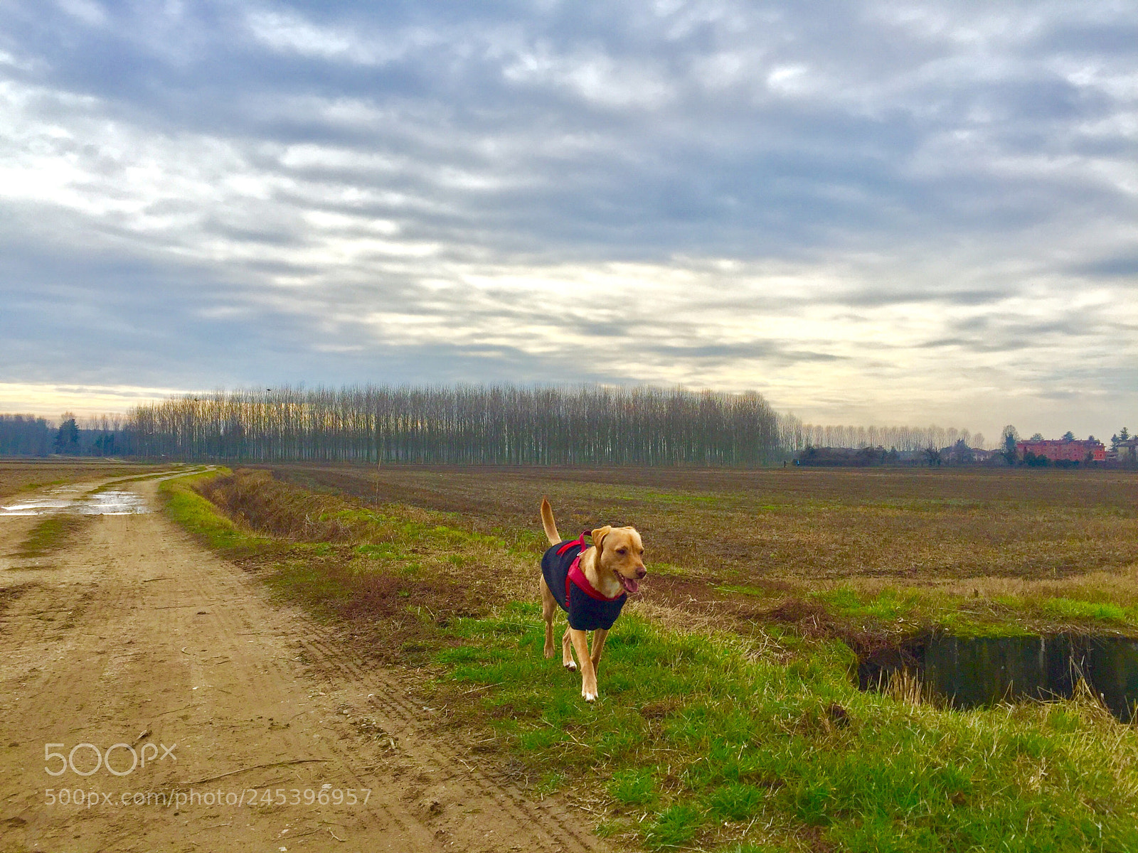 Apple iPhone 6 Plus sample photo. Passeggiando... photography