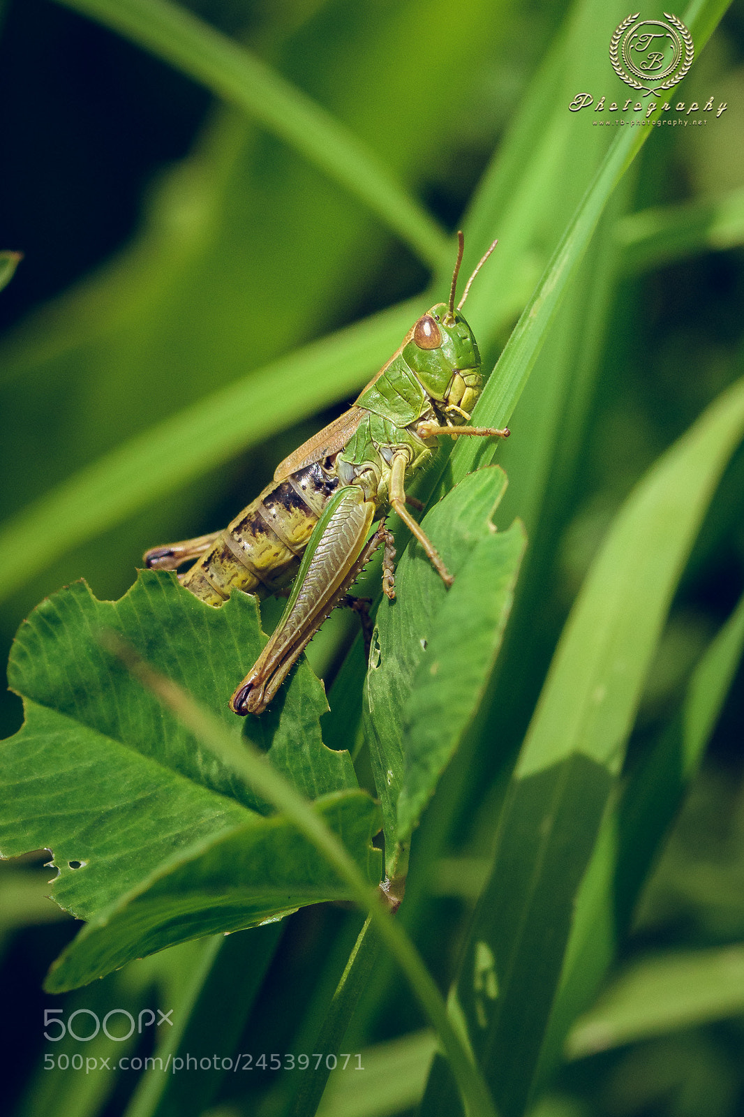 Nikon D7200 sample photo. Kleine gr ner grash photography