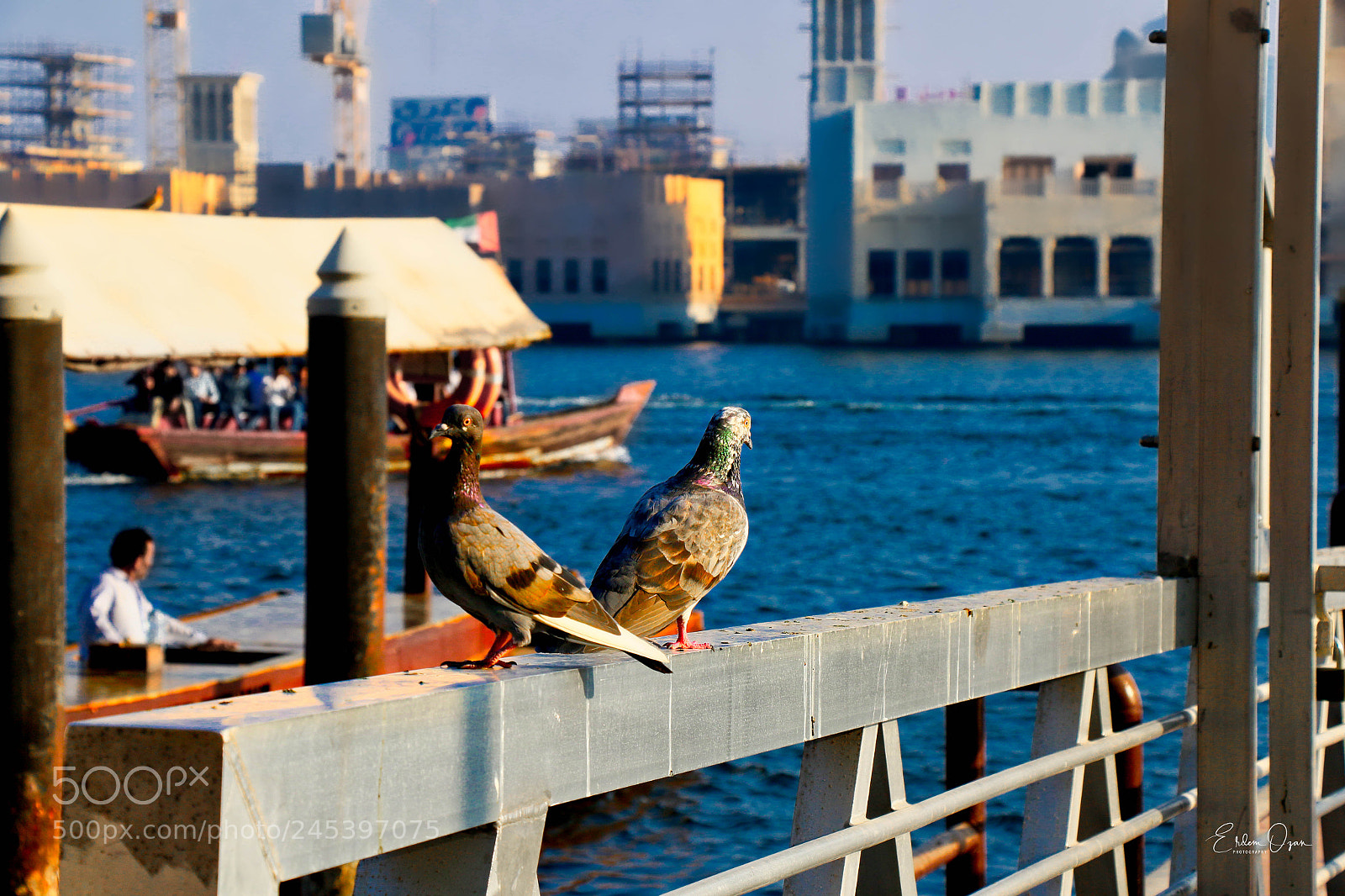 Canon EOS 7D Mark II sample photo. Birds photography