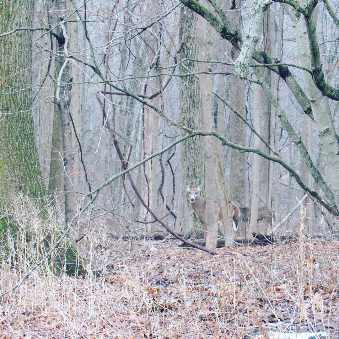 Canon PowerShot SX530 HS sample photo. Love deers photography
