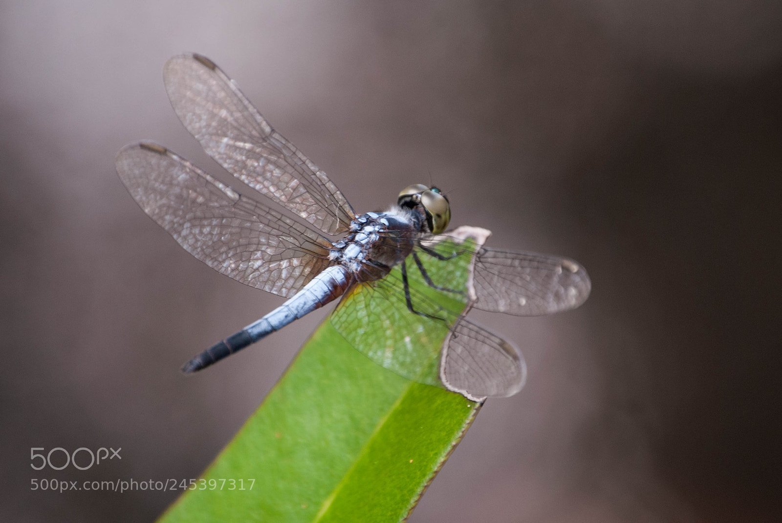 Nikon D3000 sample photo. Dragonfly photography