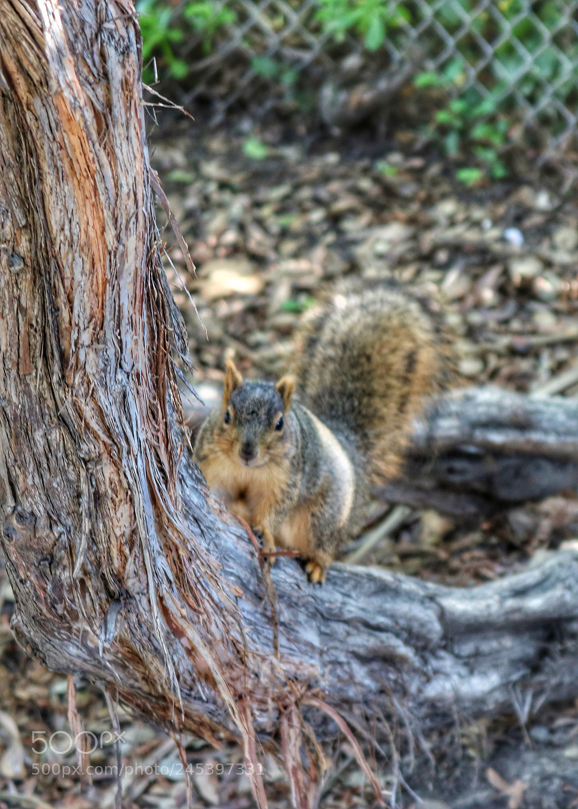 Canon EOS 750D (EOS Rebel T6i / EOS Kiss X8i) sample photo. Another tree hugger photography